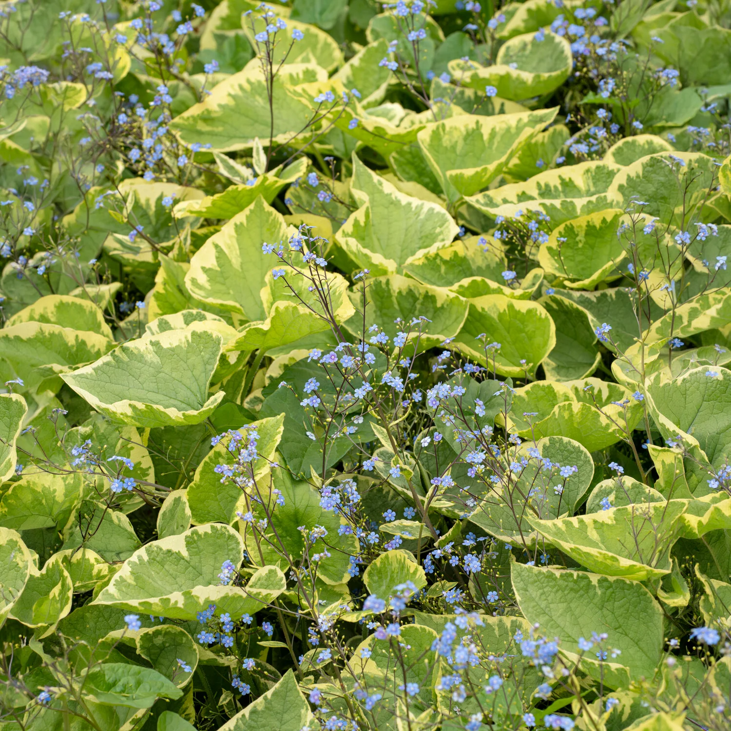 Myosotis du Caucase Hadspen cream - Image 3
