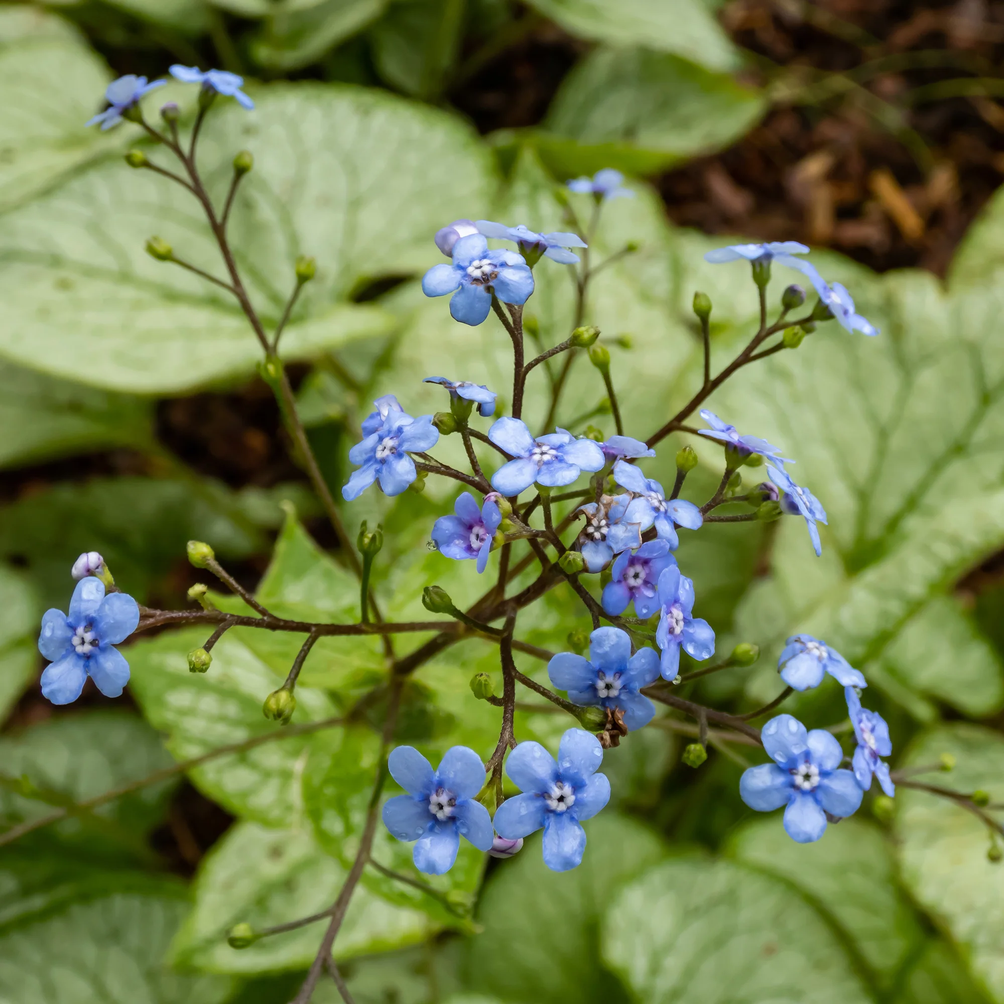 Myosotis du Caucase 'Jack Frost' - Image 3