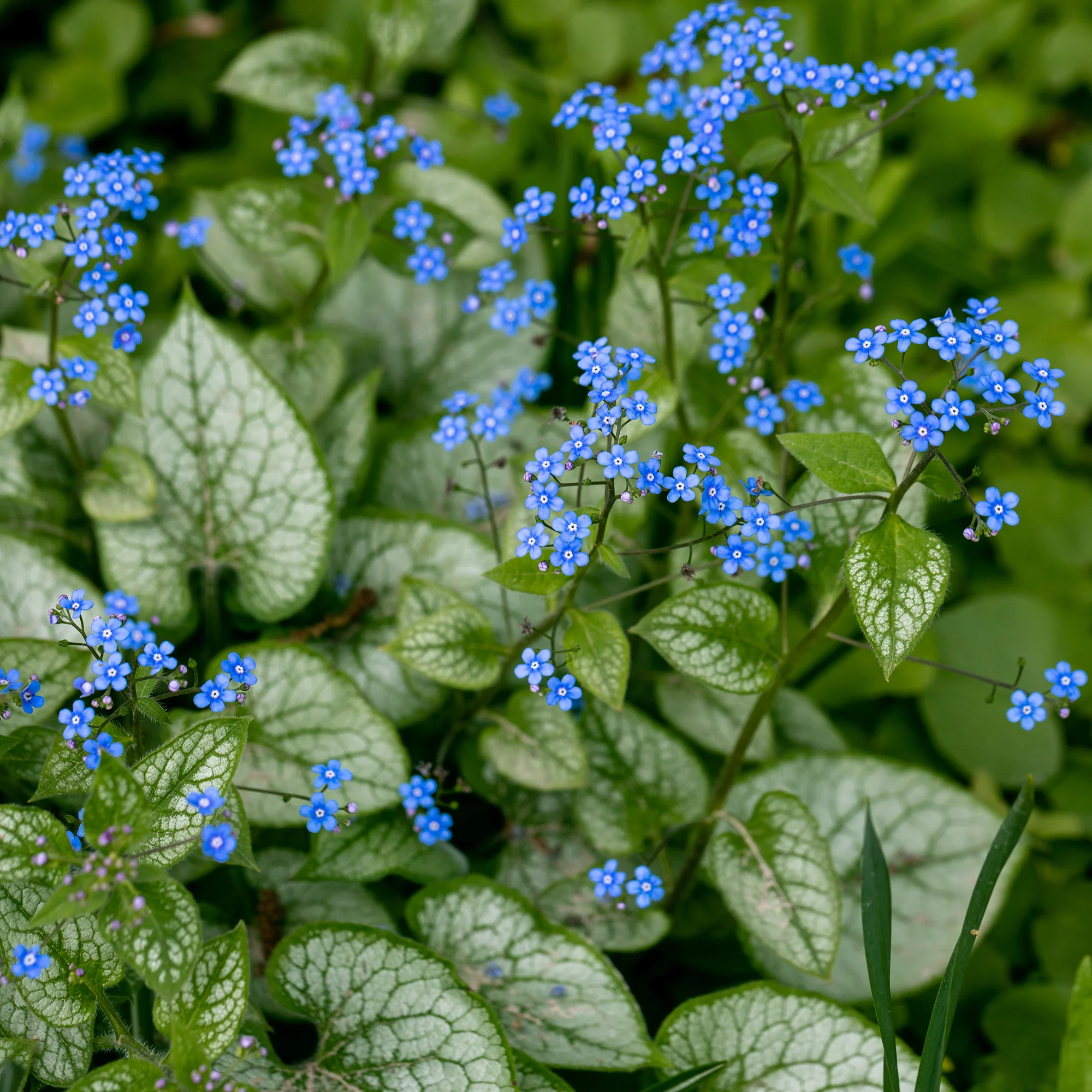 Myosotis du Caucase 'Jack Frost' - Image 4