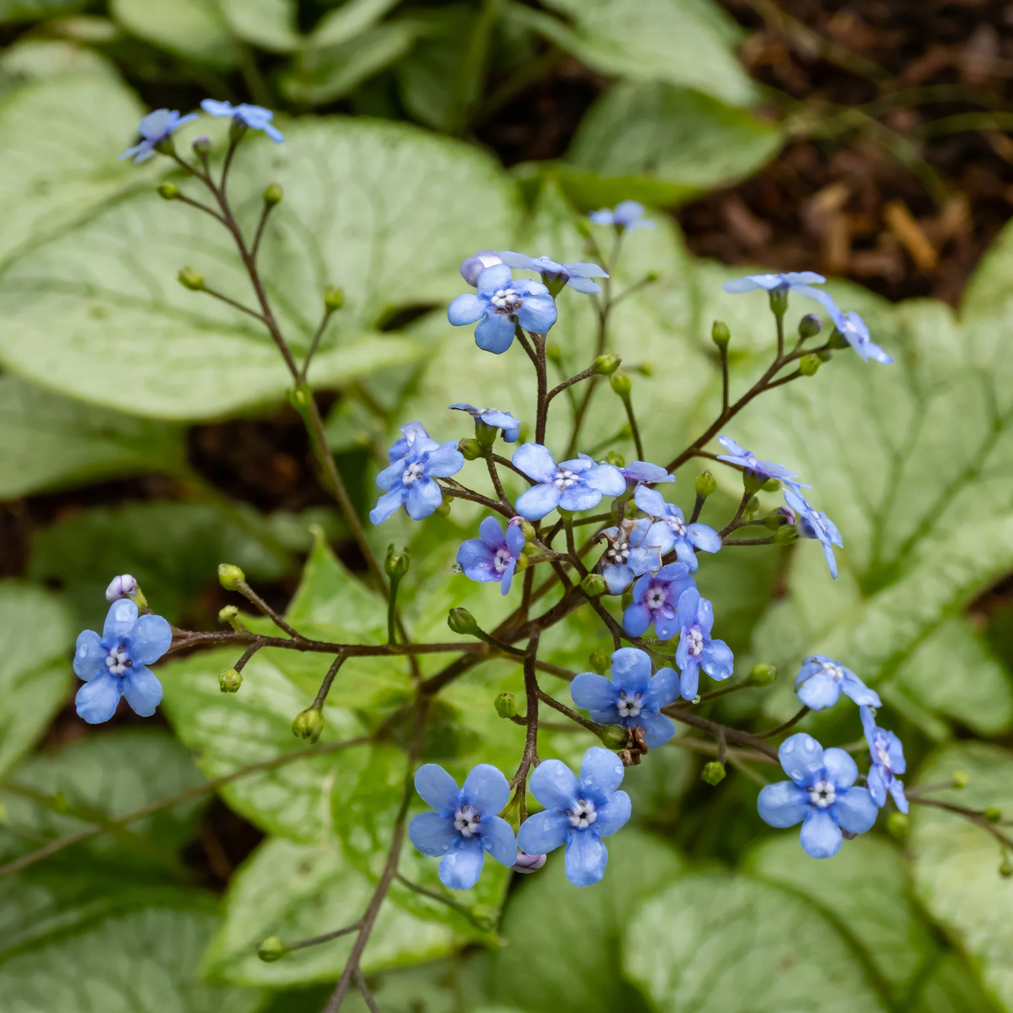 Myosotis du Caucase Silver Heart® - Image 3