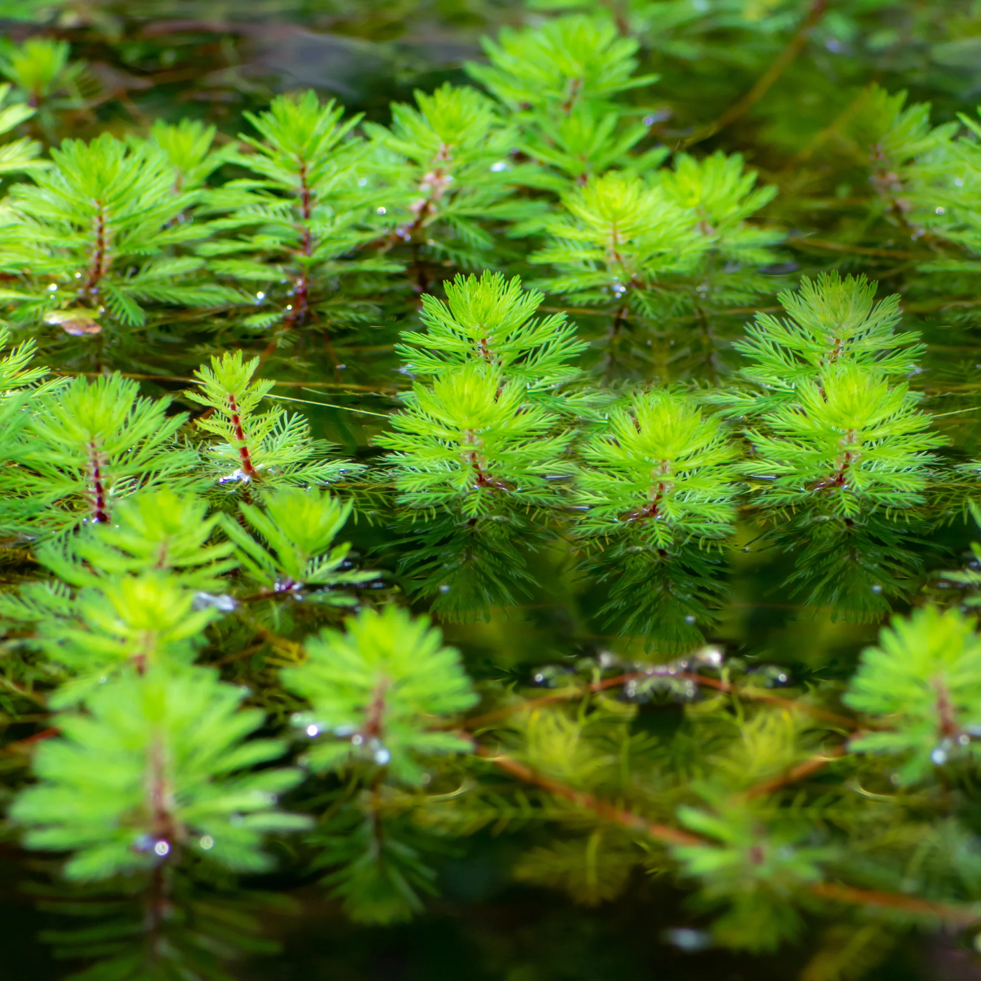 Myriophyllum 'Red Stem' - Image 3