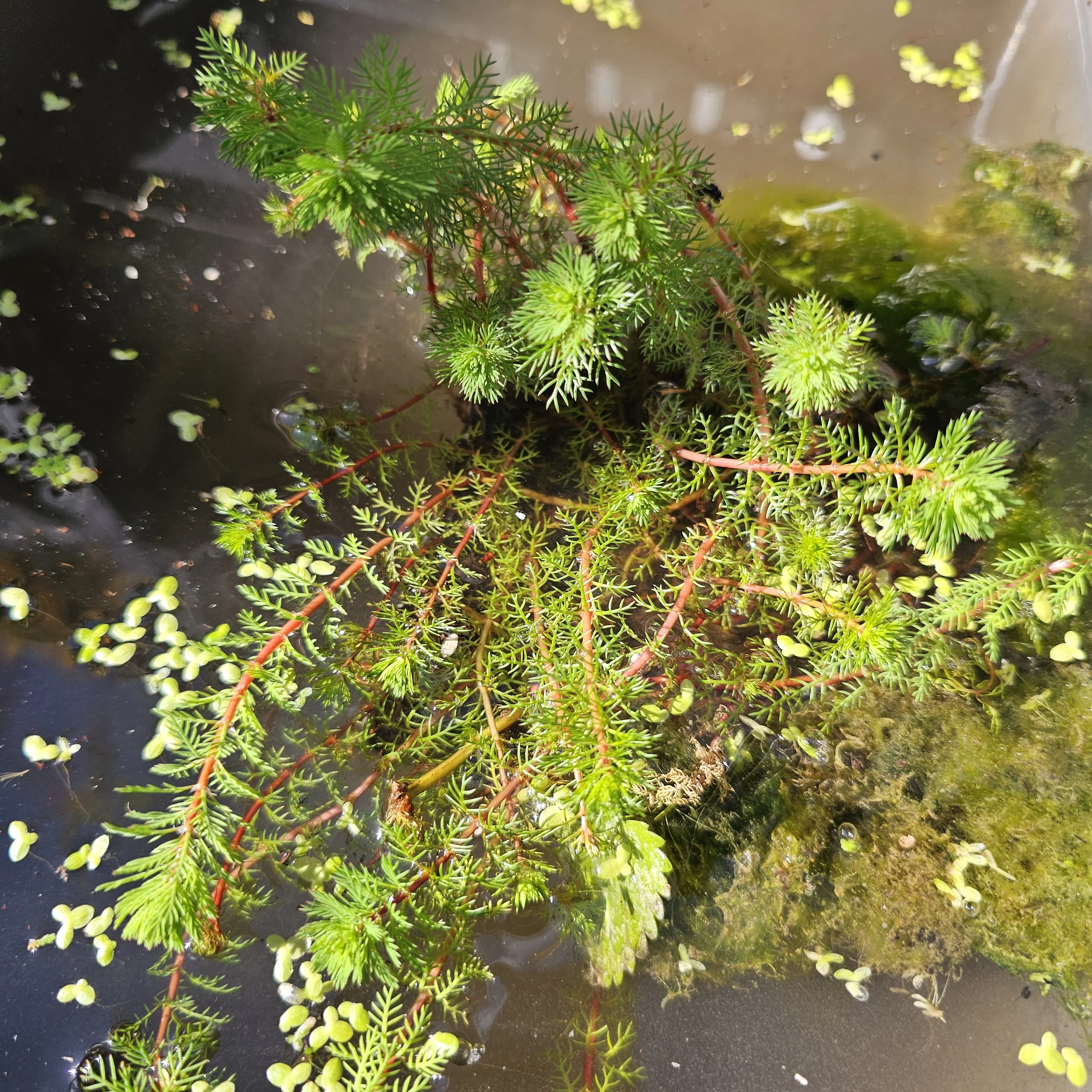 Myriophyllum 'Red Stem' - Image 4