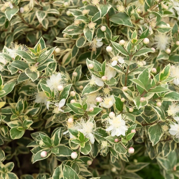 Myrte commun Variegata