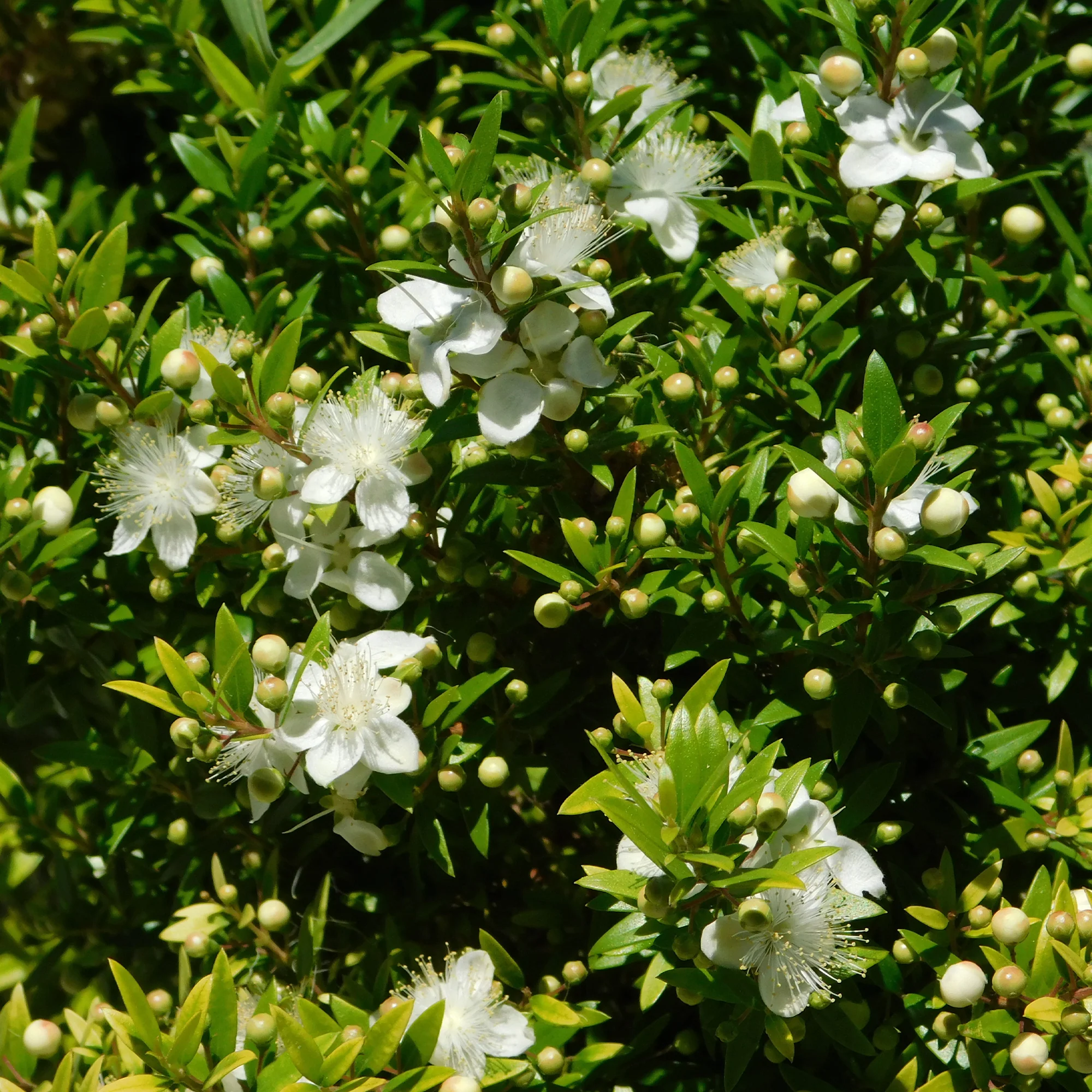 Myrte de Tarente