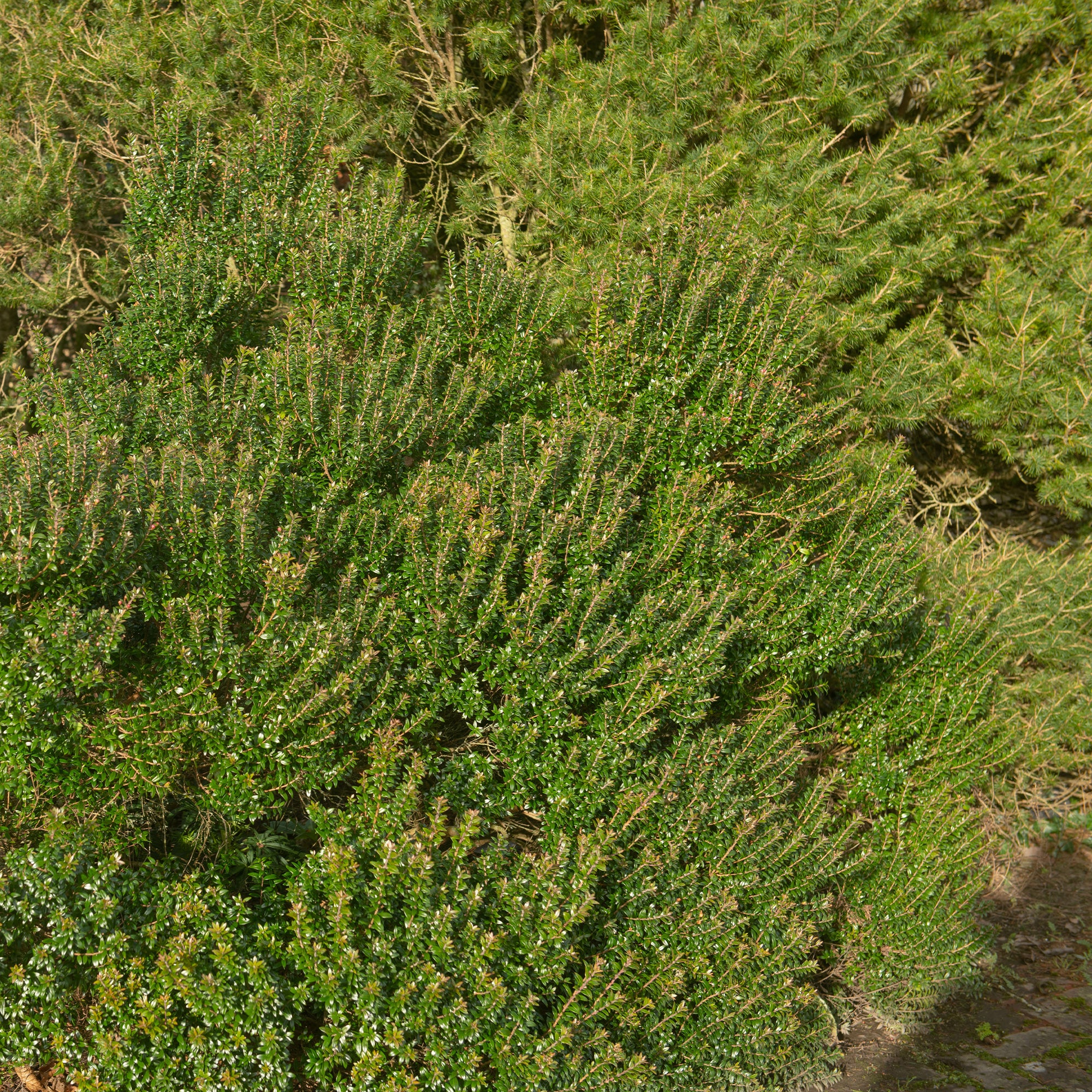 Myrte de Tarente - Image 2