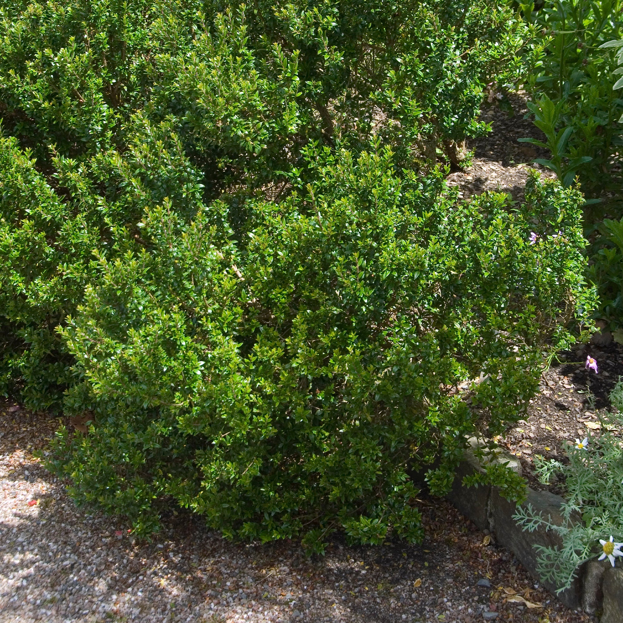 Myrte de Tarente - Image 3