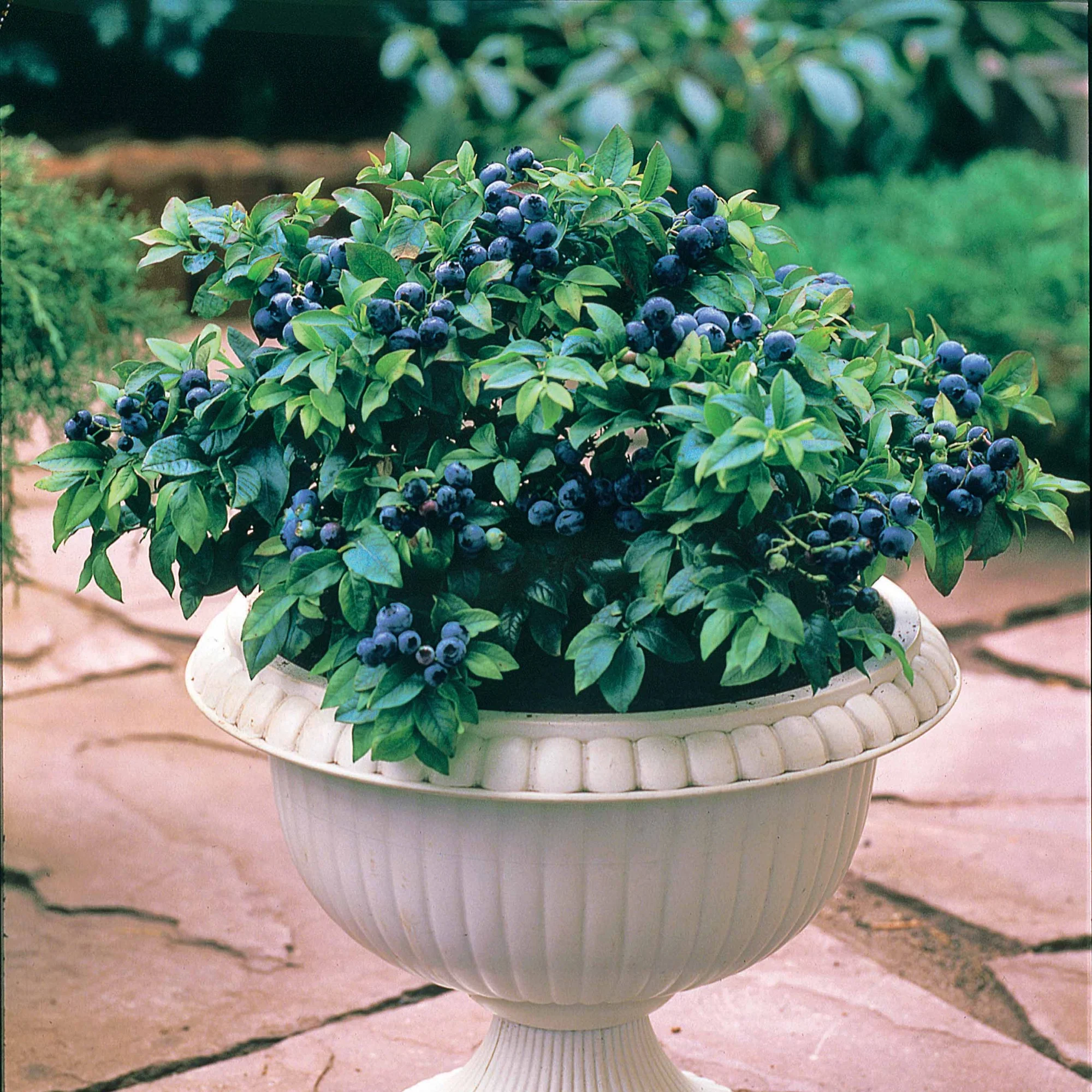 Myrtille Top Hat