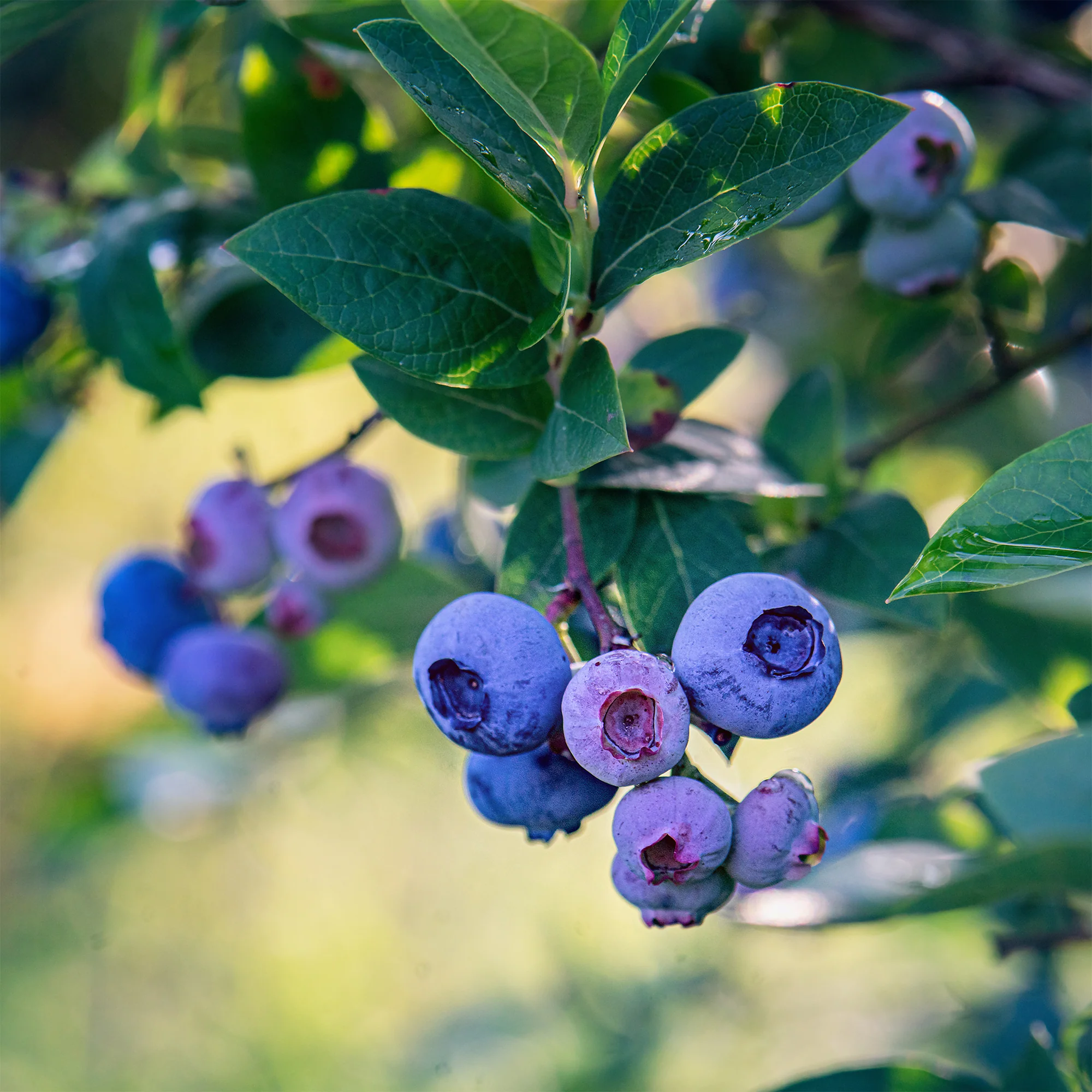 Myrtillier Blue Crop - Image 2