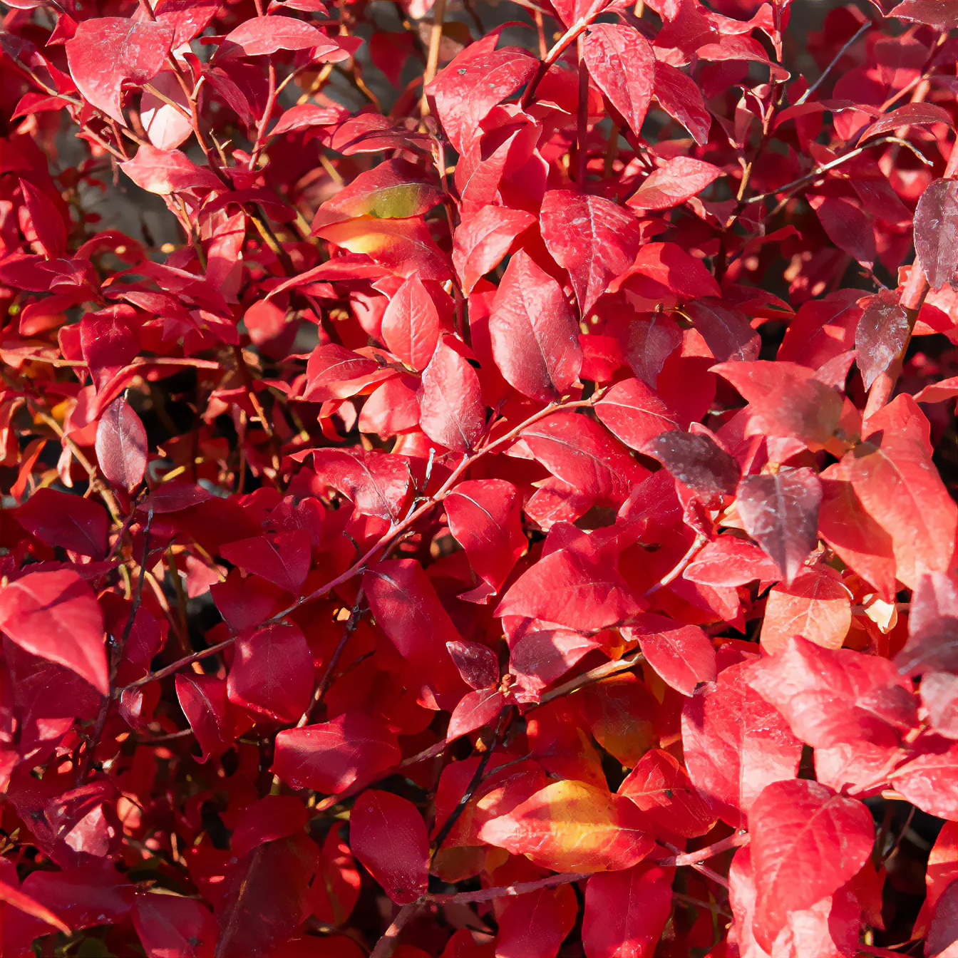 Myrtillier Blue Crop - Image 3