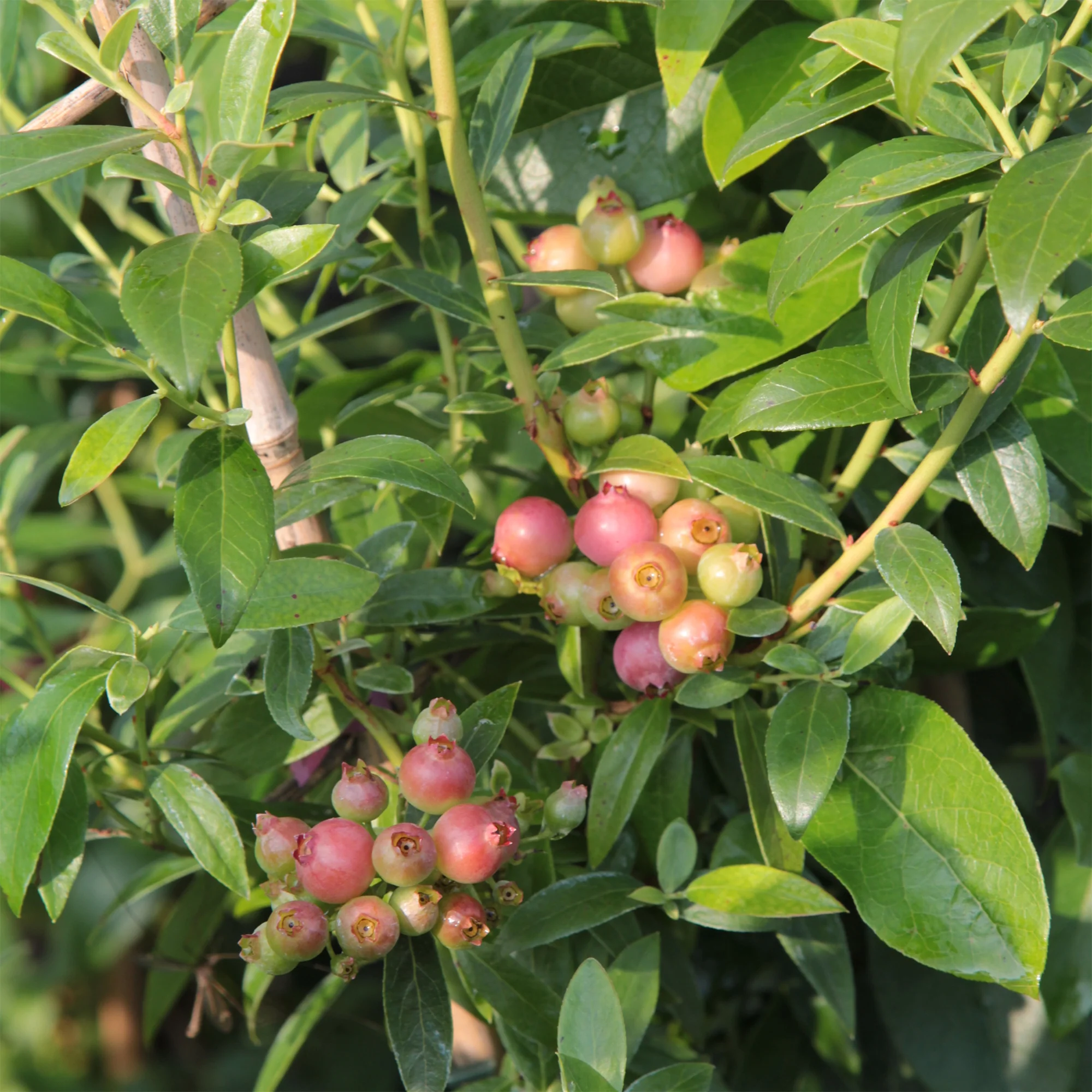 Myrtillier Pink Lemonade