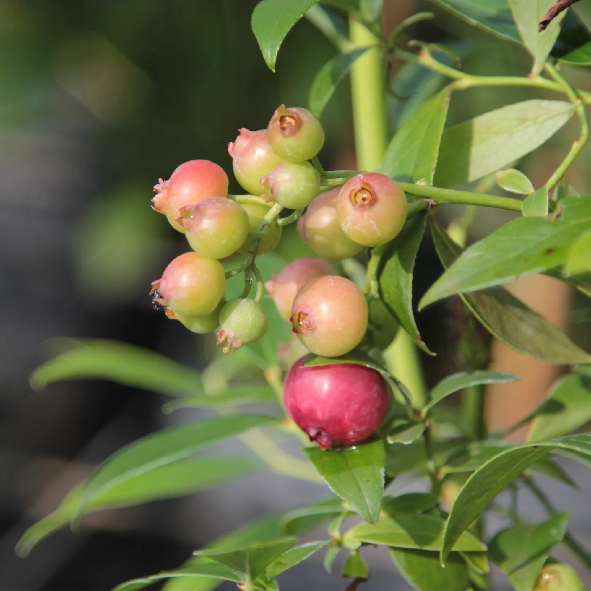 Myrtillier Pink Lemonade - Image 2