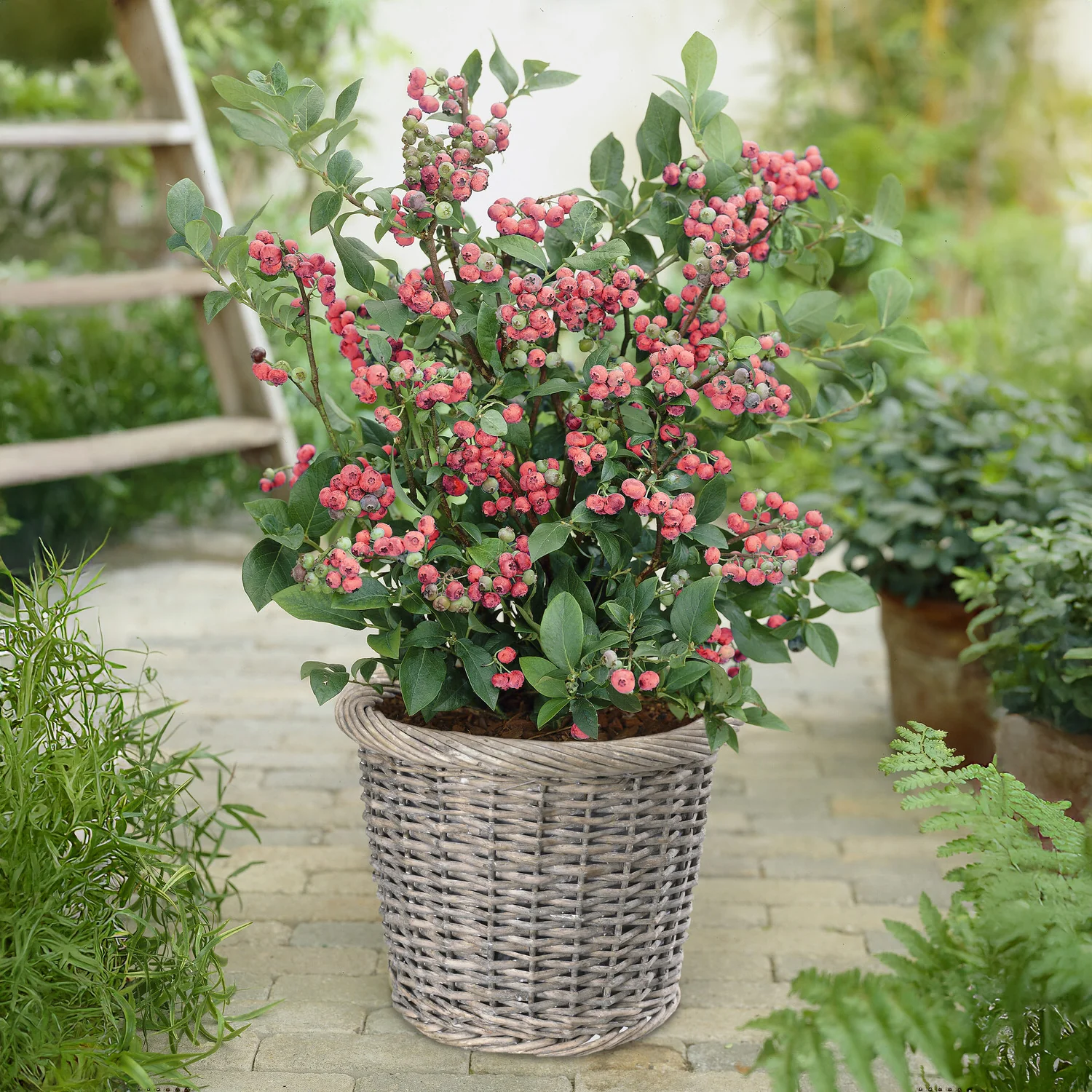 Myrtillier Pink Lemonade - Image 3