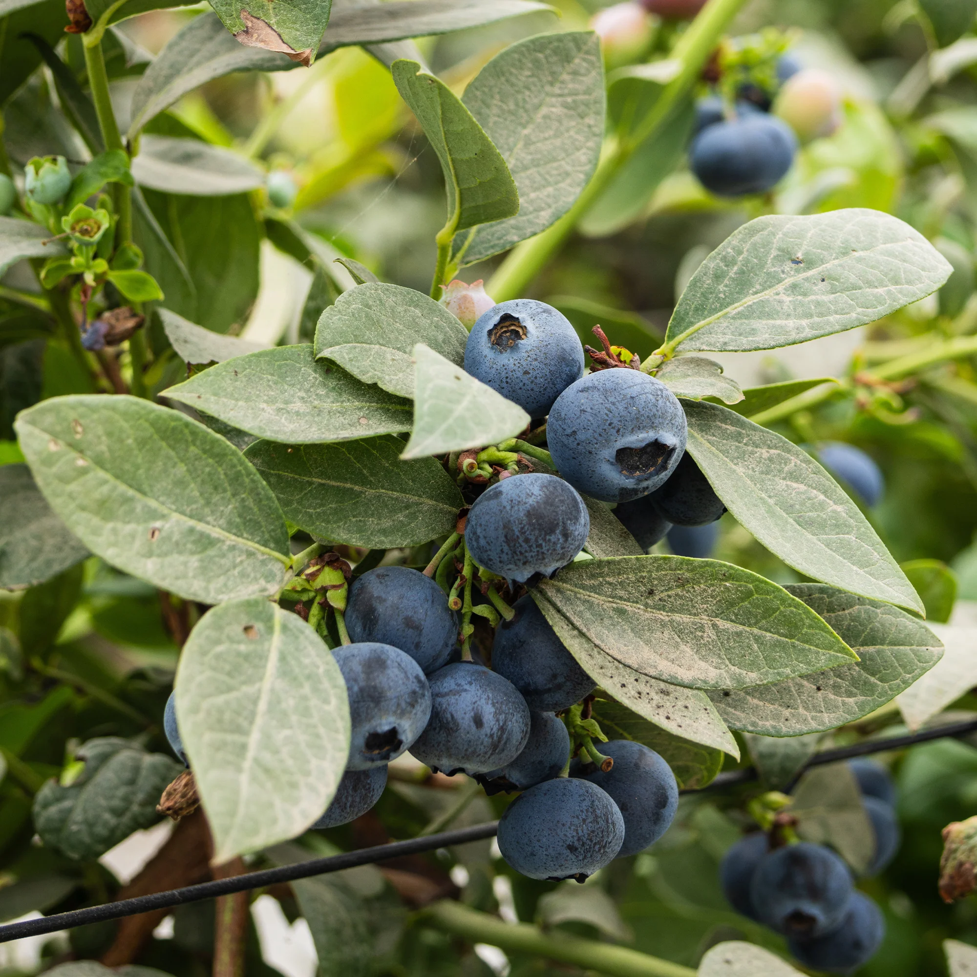 Myrtillier Vitaminos - Image 3