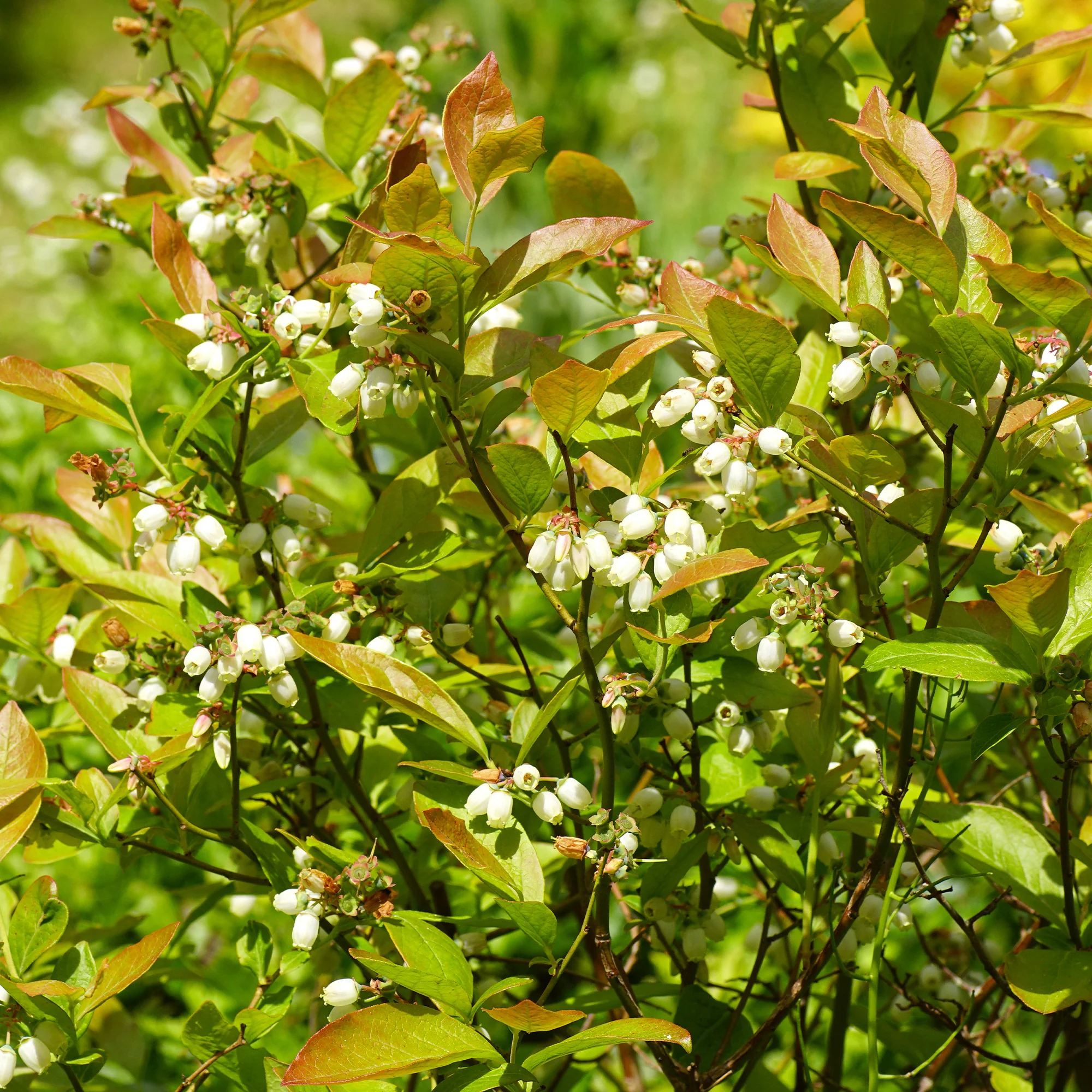 Myrtillier Vitaminos - Image 5