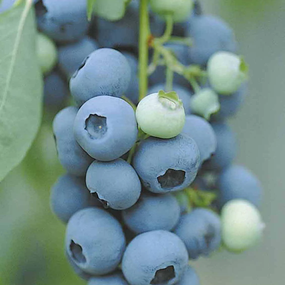 Myrtillier Vitaminos - Image 6