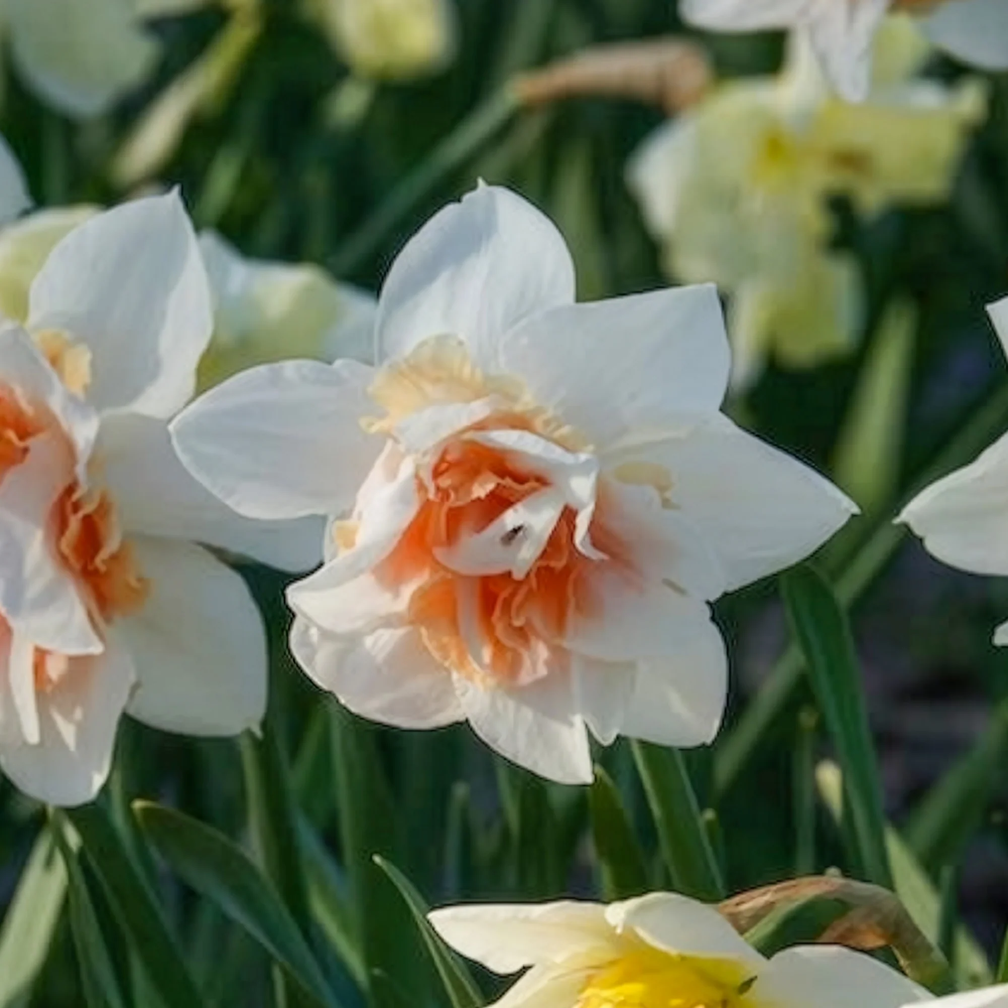 10 Narcisses à fleurs doubles Replete - Image 6