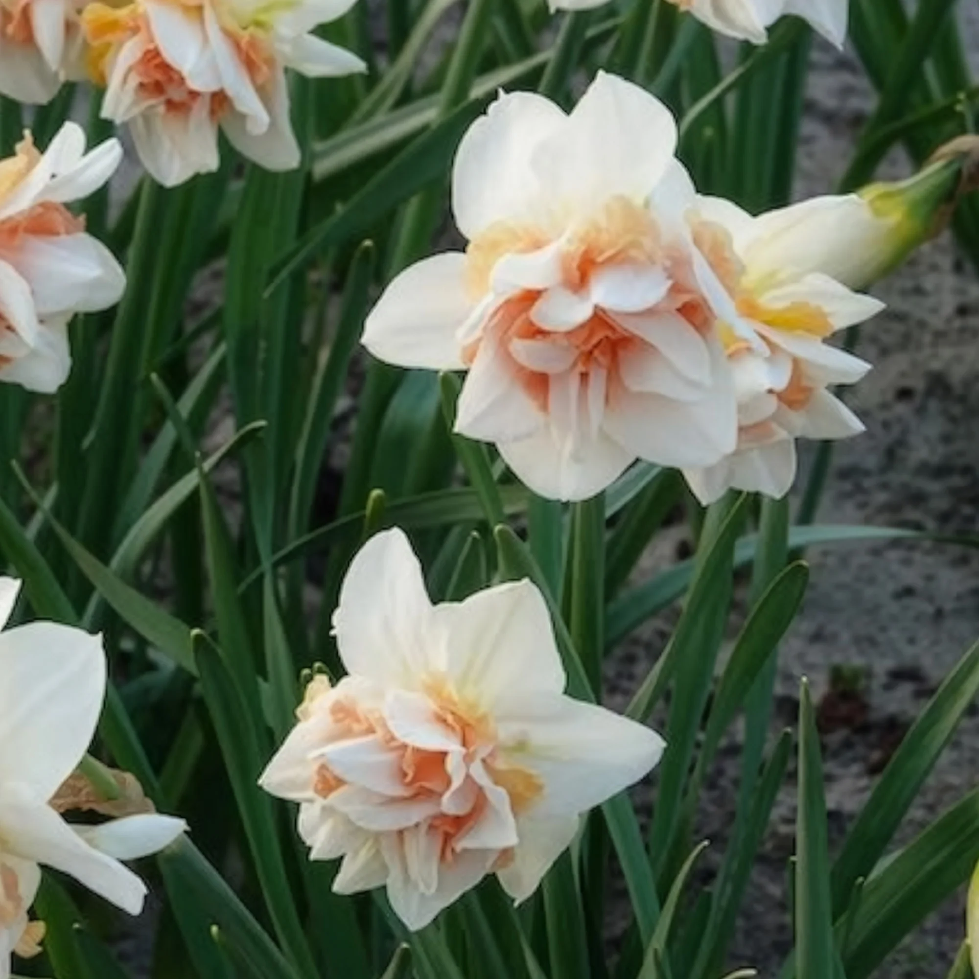 10 Narcisses à fleurs doubles Replete - Image 7