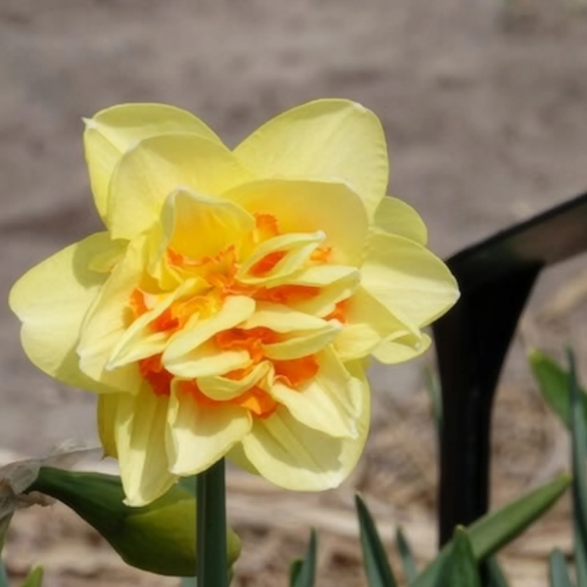 10 Narcisses à fleurs doubles Tahiti - Image 4