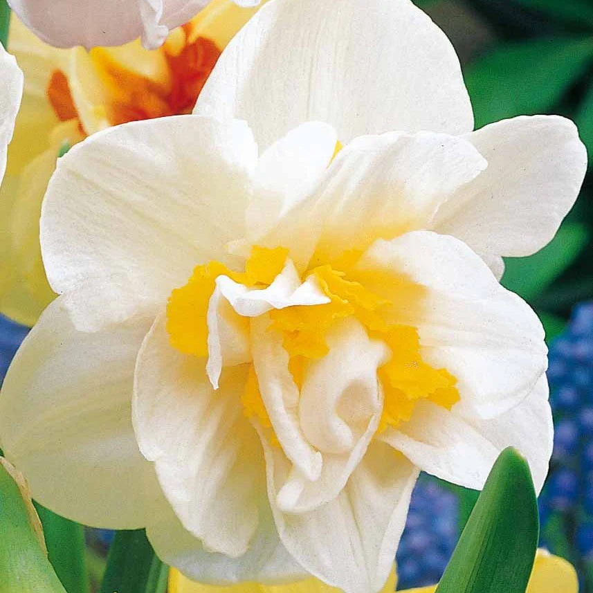 10 Narcisses à fleurs doubles White Lion