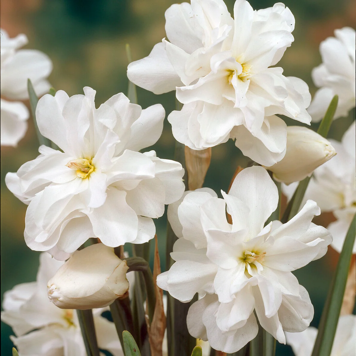 10 Narcisses Albus plenus