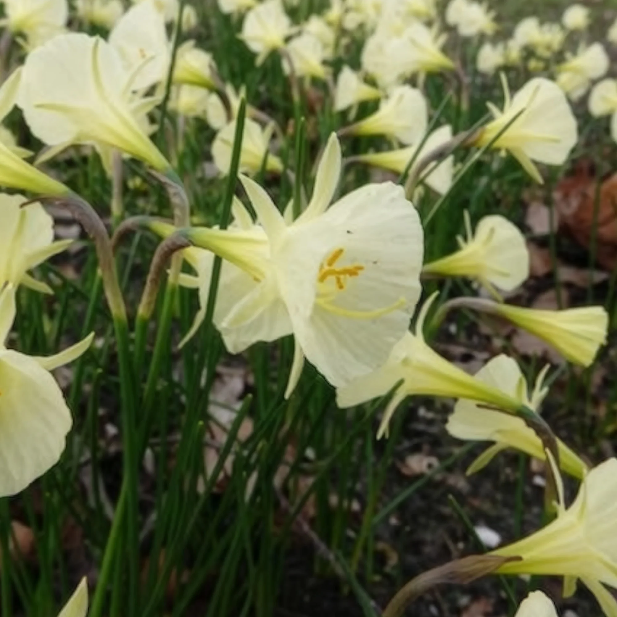 10 Narcisses Artic Bells - Image 3