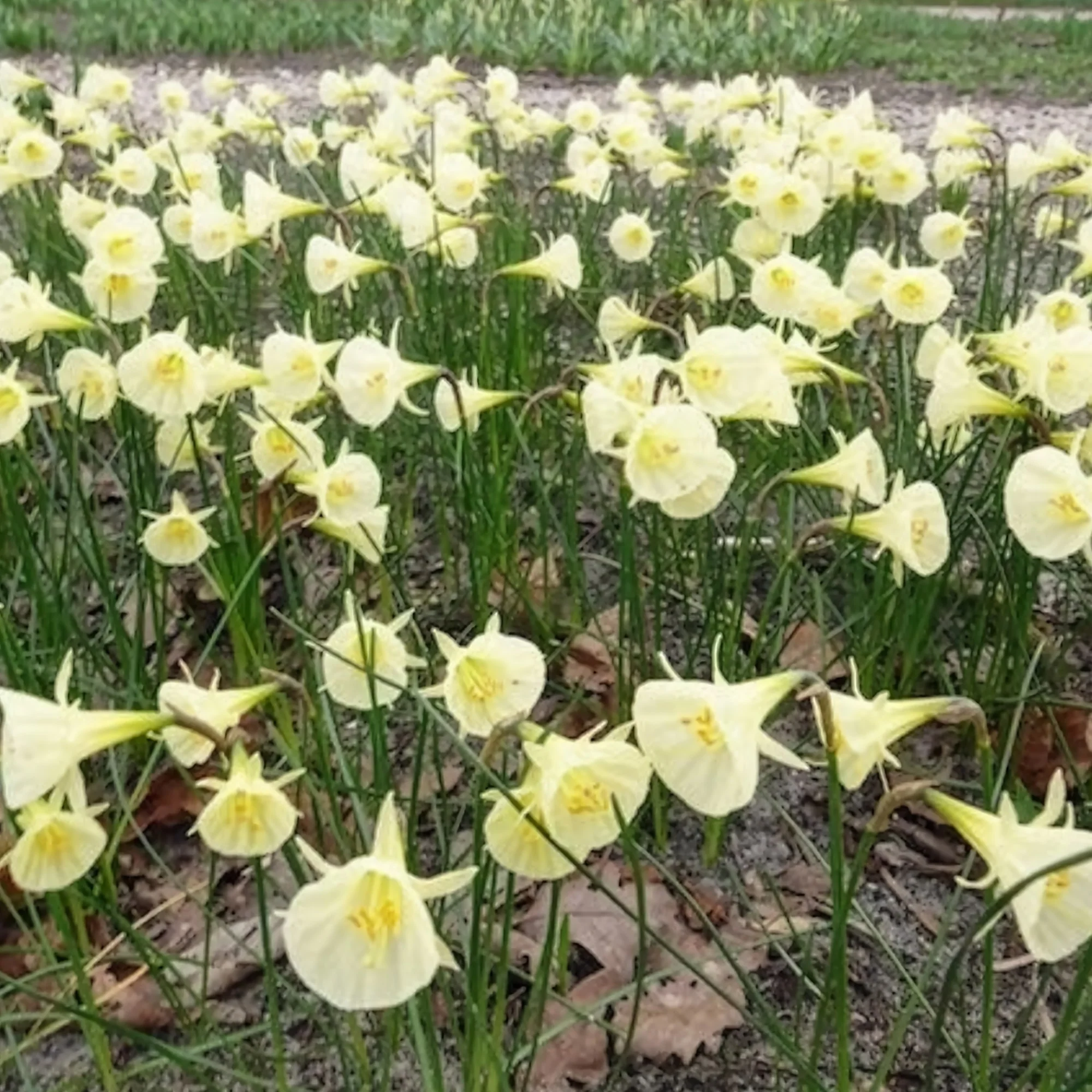 10 Narcisses Artic Bells - Image 4