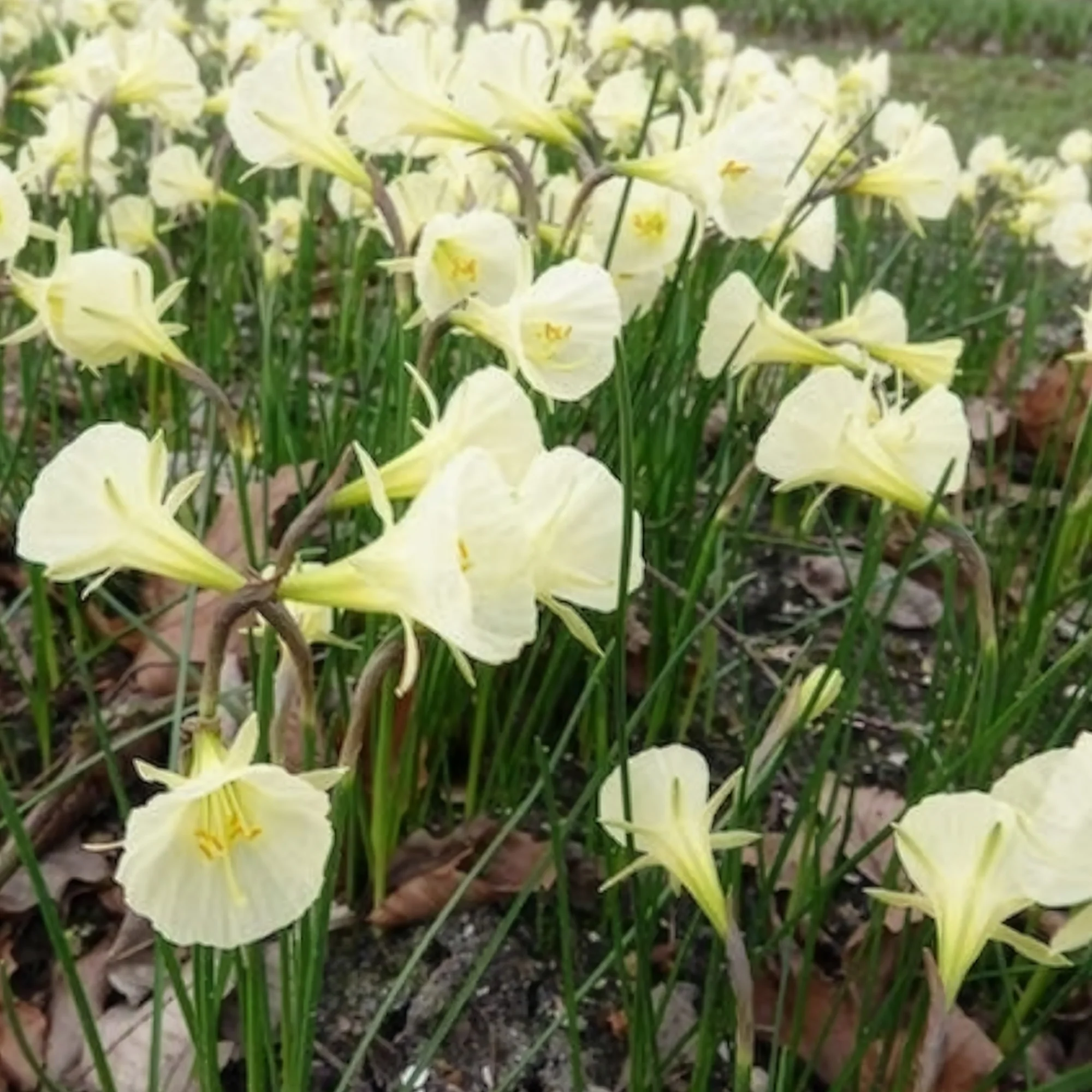 10 Narcisses Artic Bells - Image 5