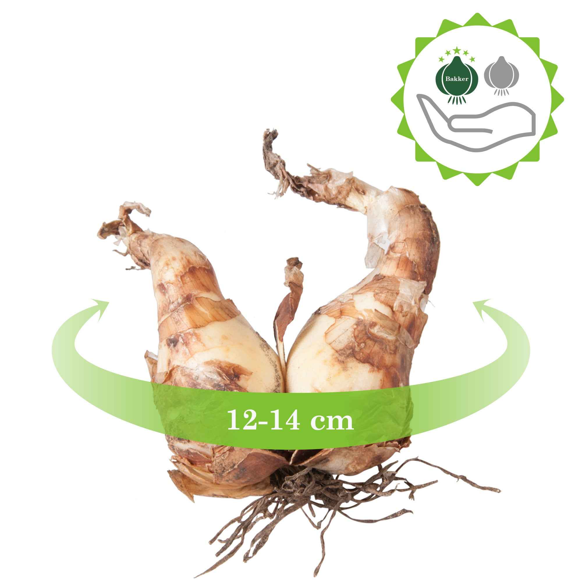 10 Narcisses Recurvus - Image 3