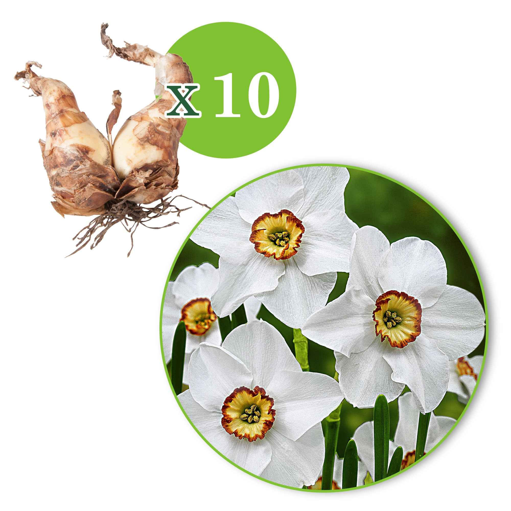 10 Narcisses Recurvus - Image 4