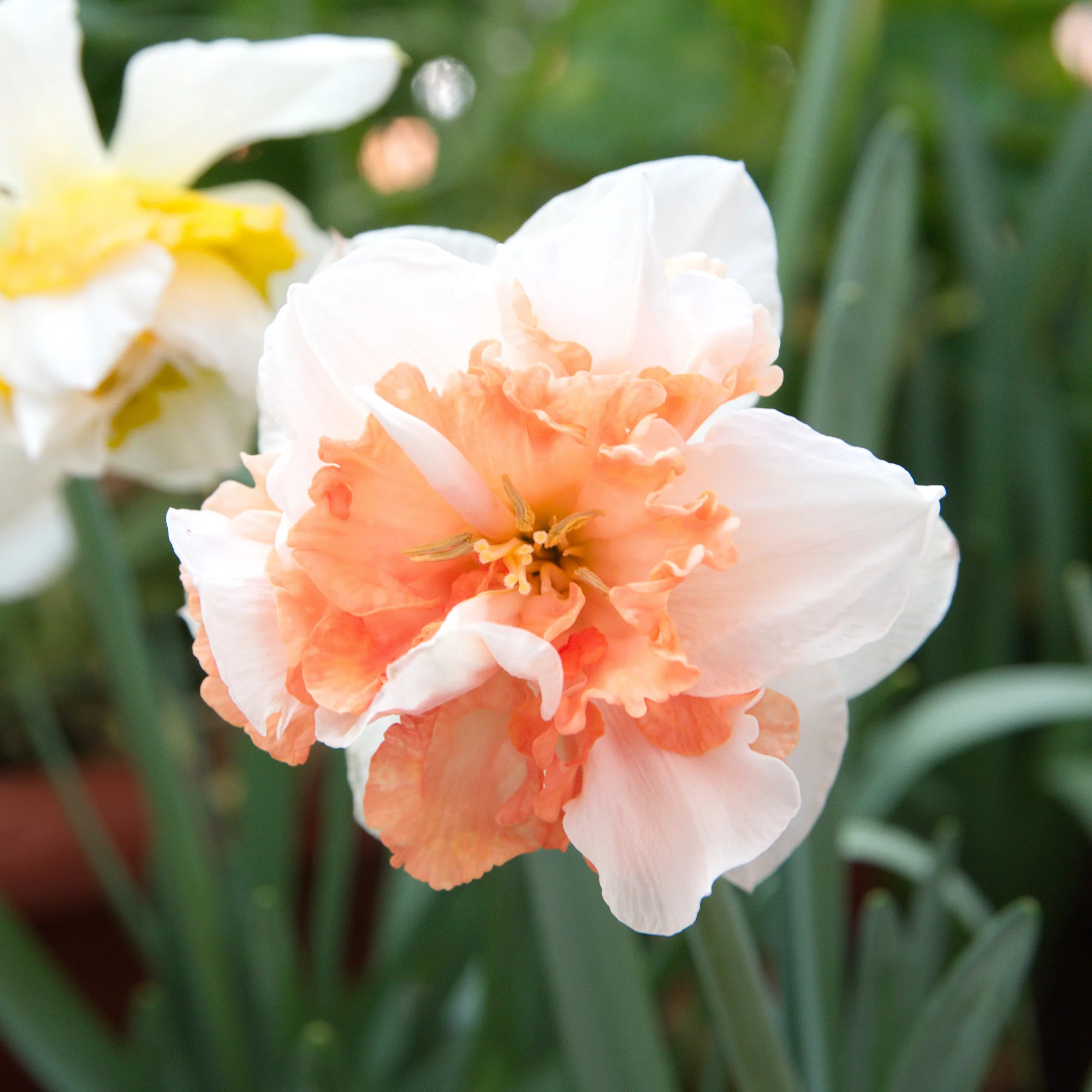 Narcisse à fleurs doubles en mélange - Image 4