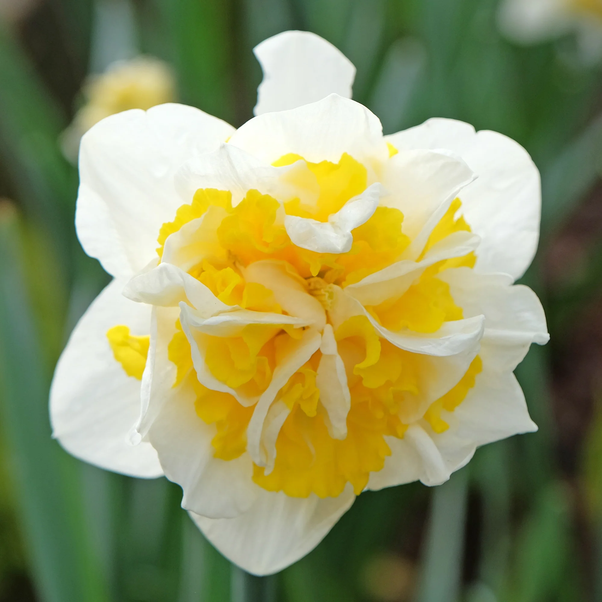 Narcisse à fleurs doubles en mélange - Image 7