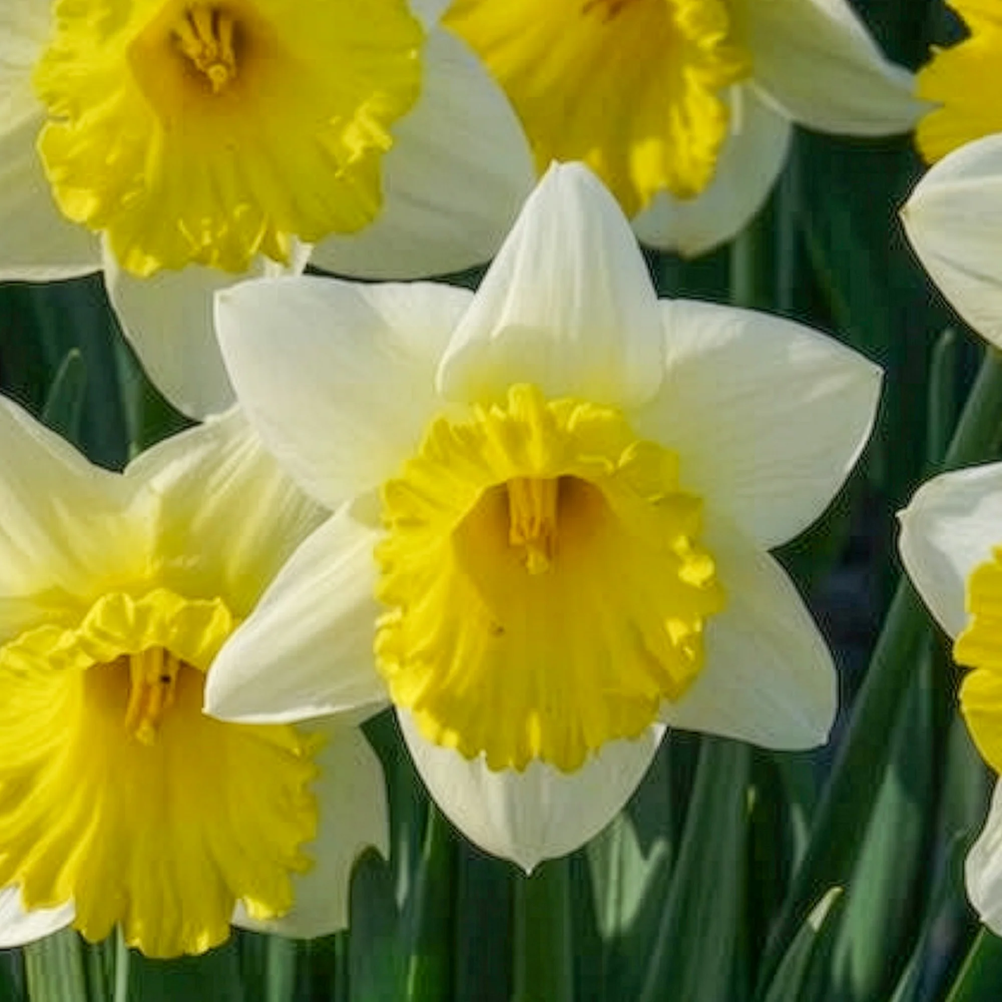 10 Narcisses Goblet - Image 6