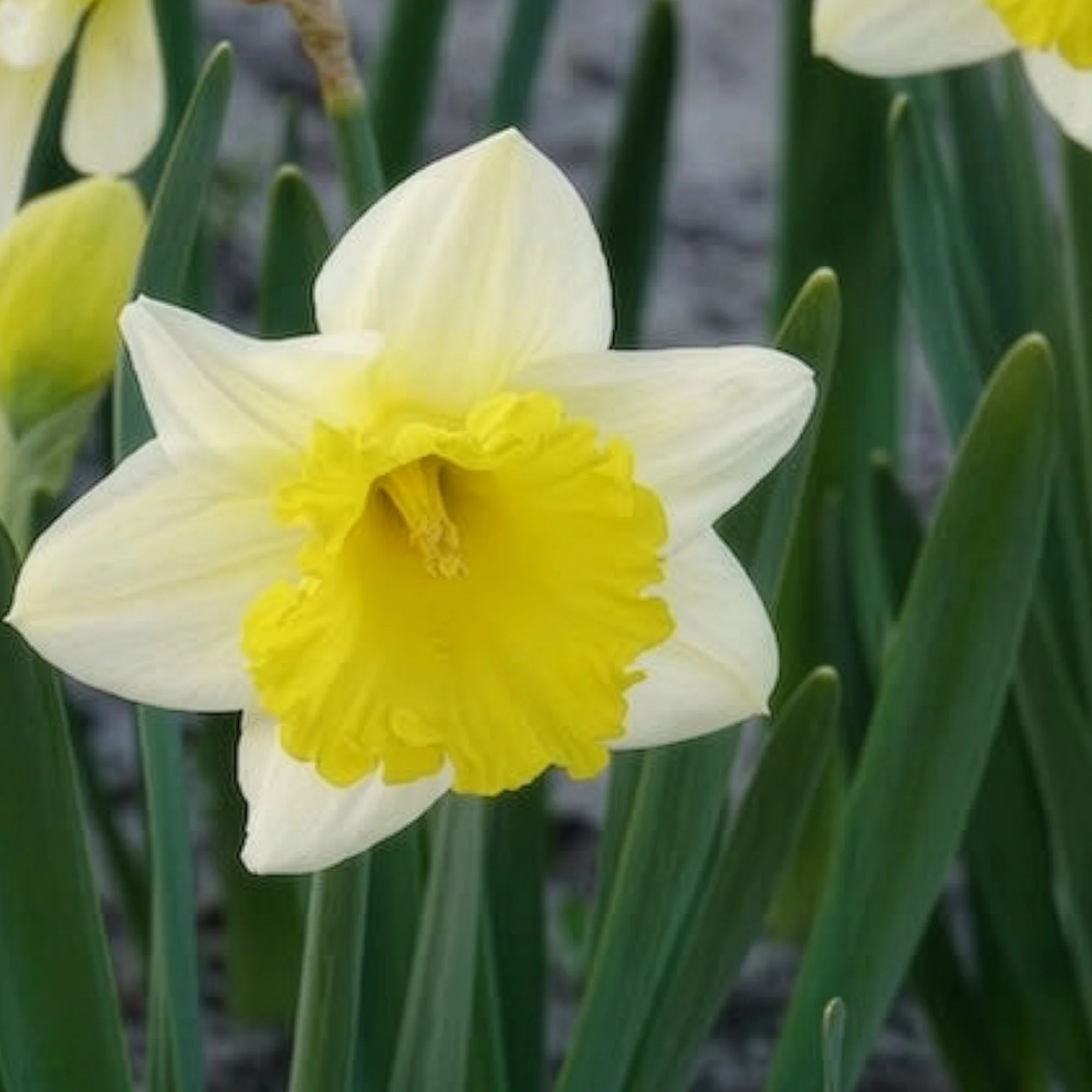 10 Narcisses Goblet - Image 7