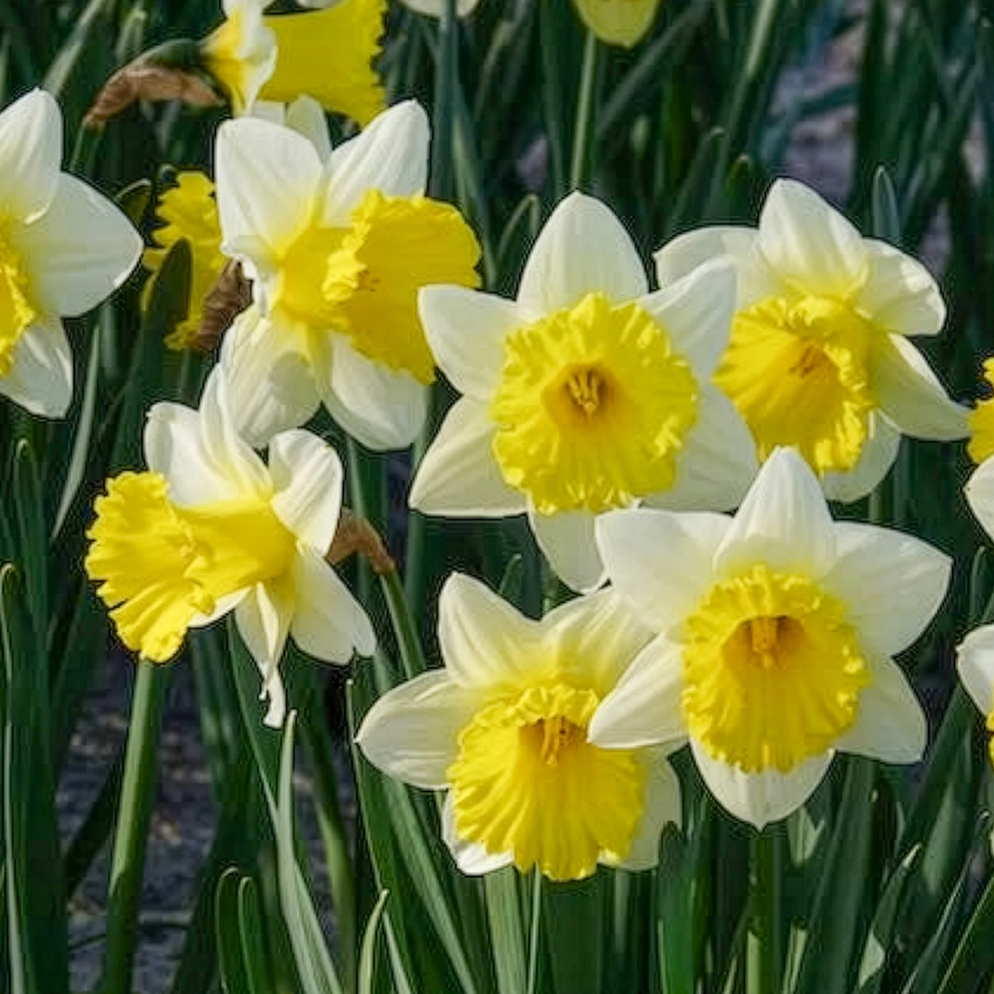 10 Narcisses Goblet - Image 8