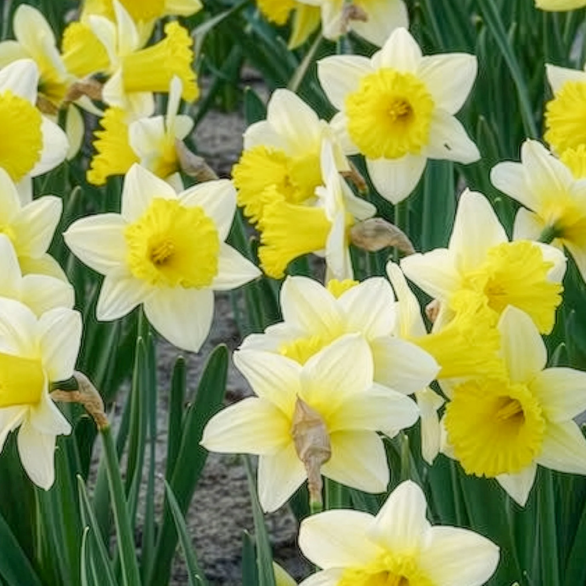 10 Narcisses Goblet - Image 9