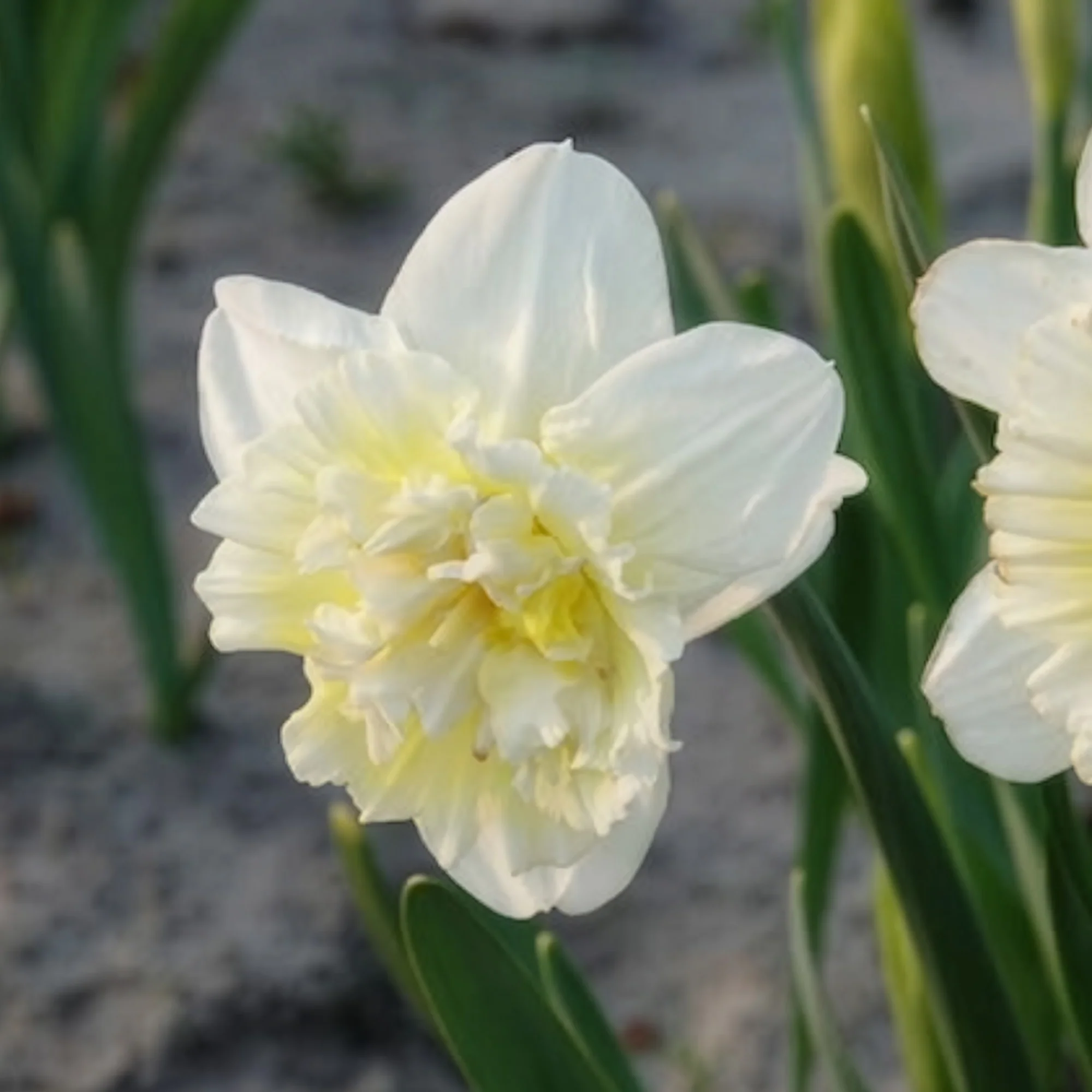 5 Narcisses Ice Kings - Image 3