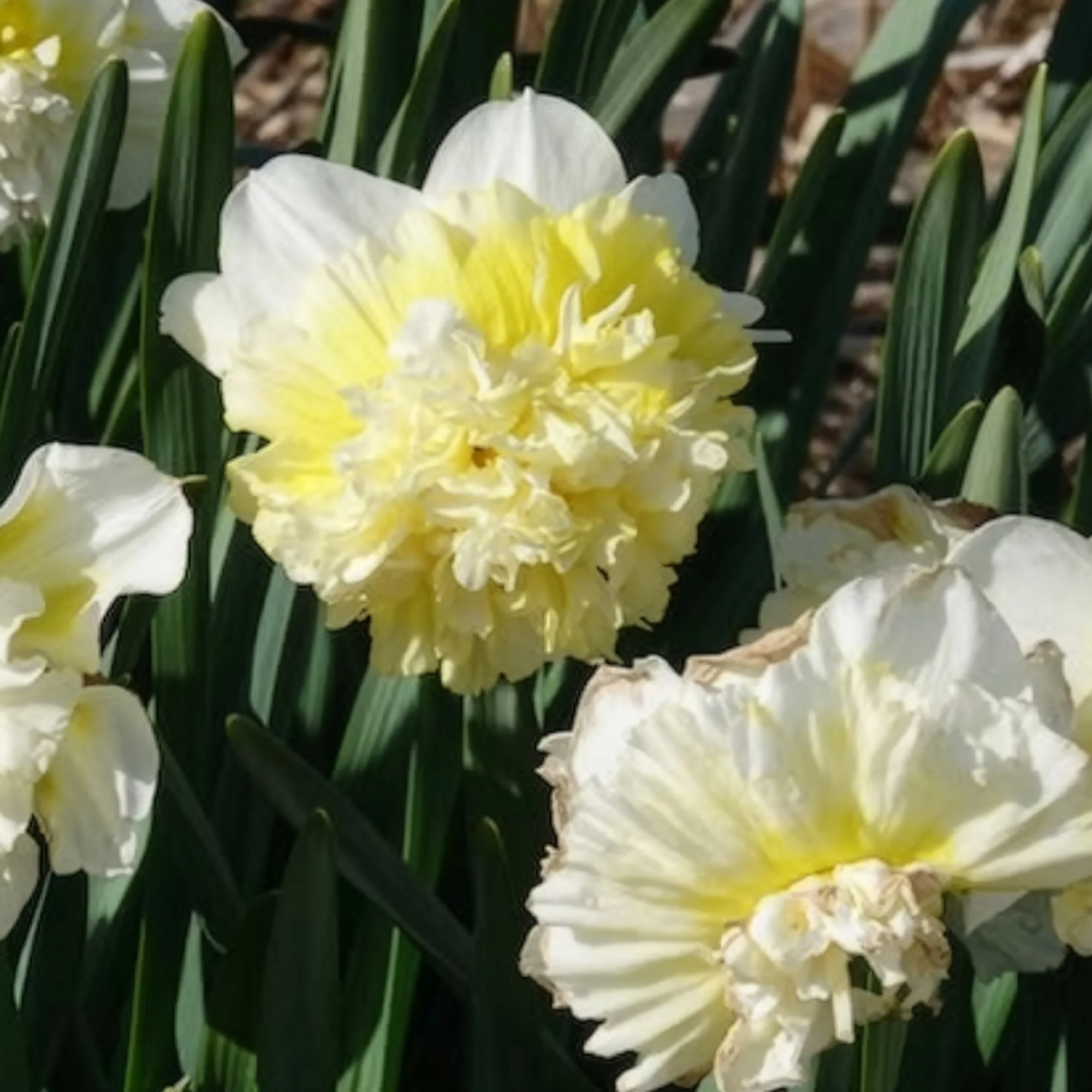5 Narcisses Ice Kings - Image 4