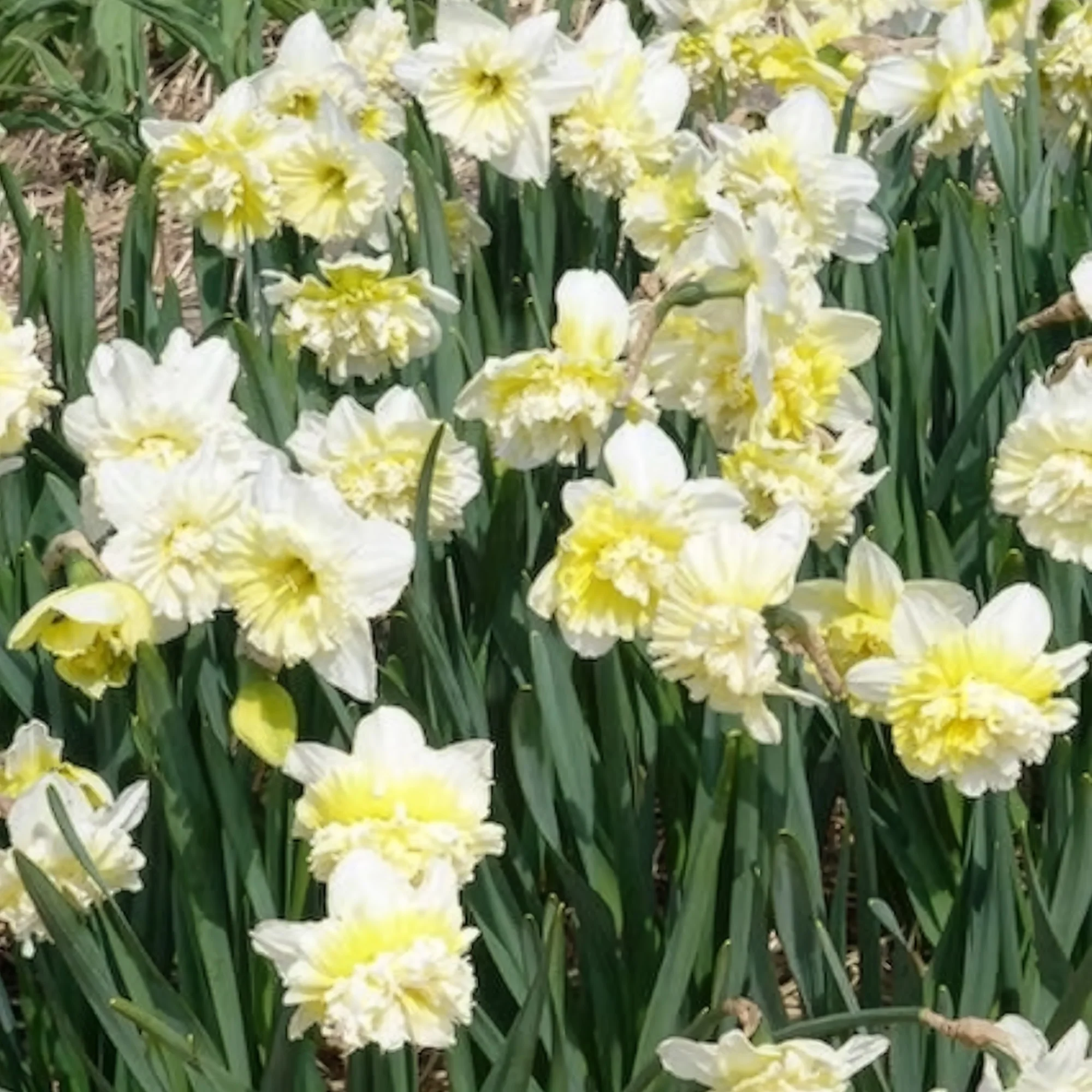 5 Narcisses Ice Kings - Image 7