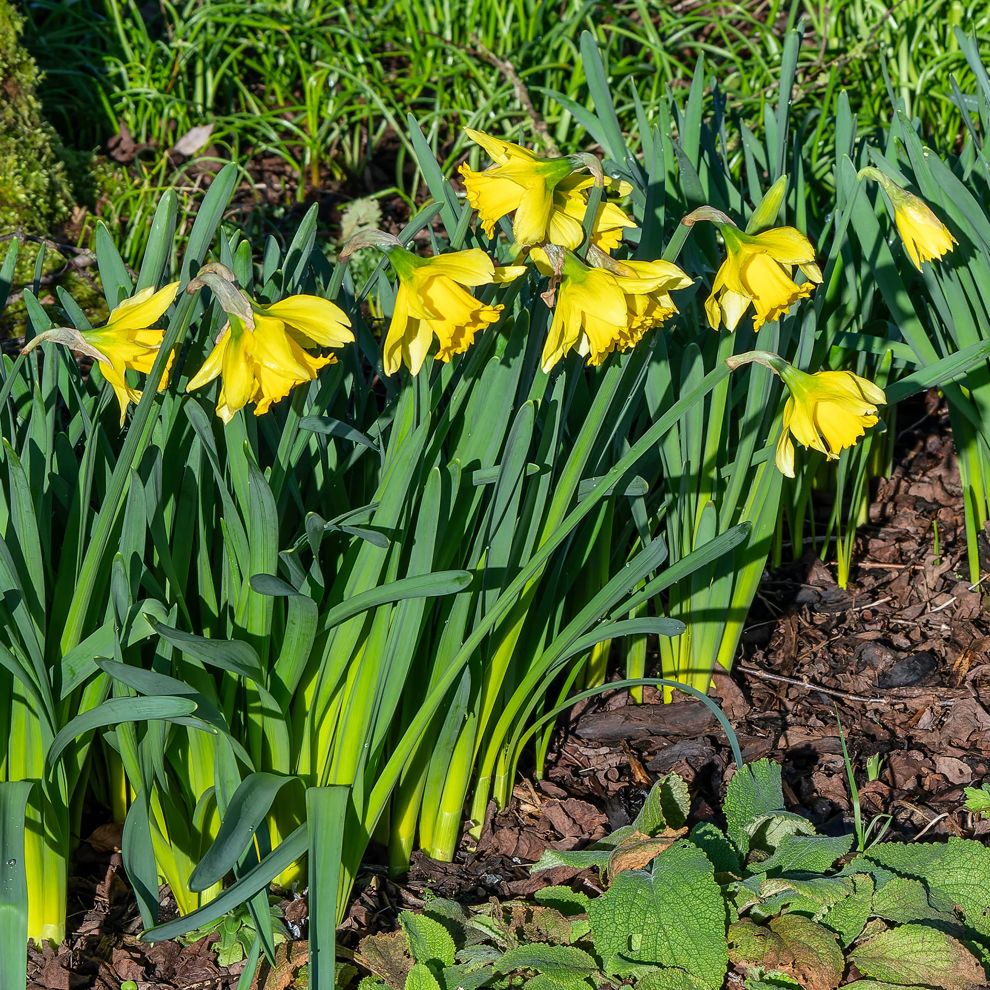 10 Narcisses Rijnveld Early Sensation - Image 3