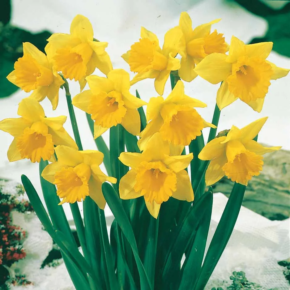 10 Narcisses Rijnveld Early Sensation - Image 4