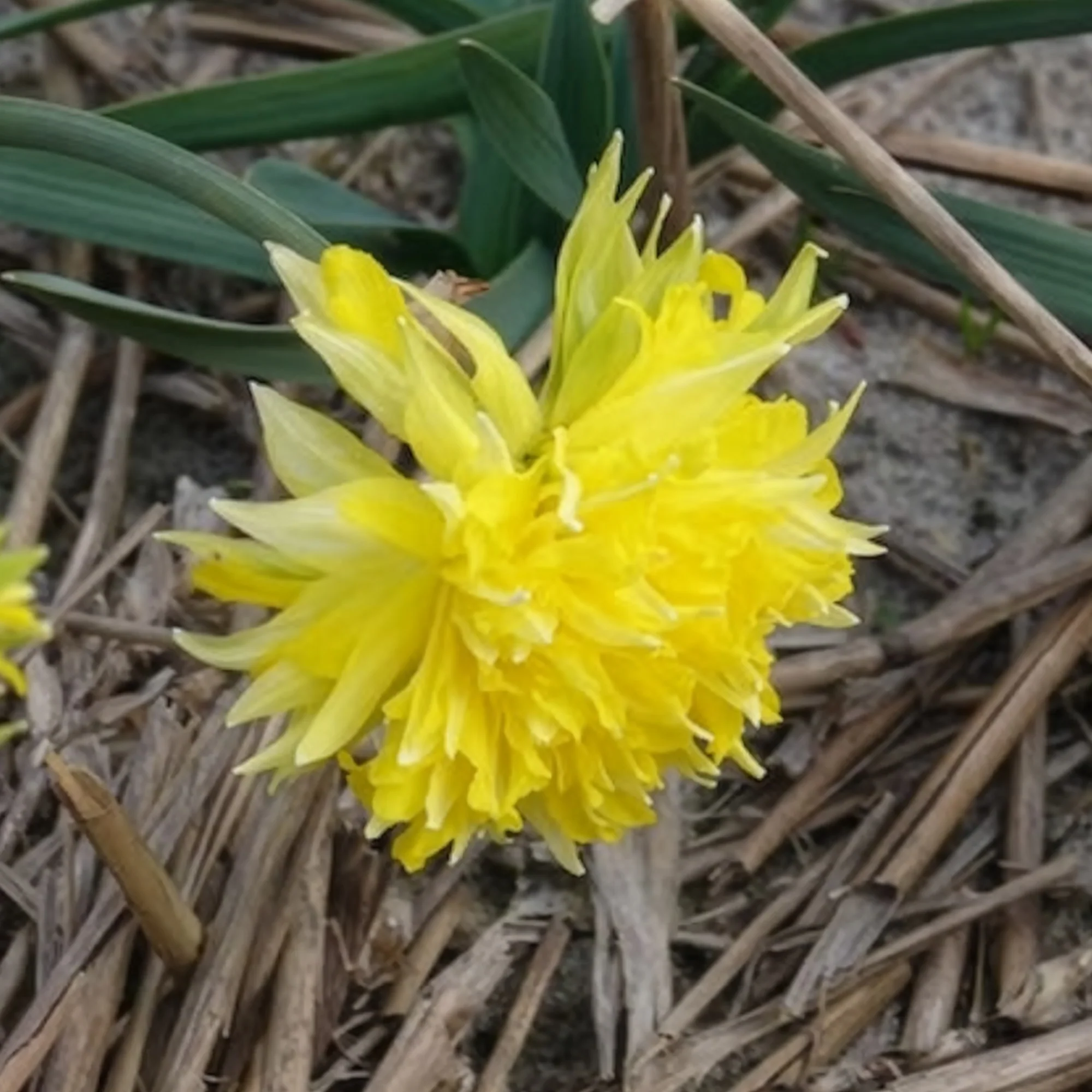5 Mini-narcisses Rip van Winkle - Image 3