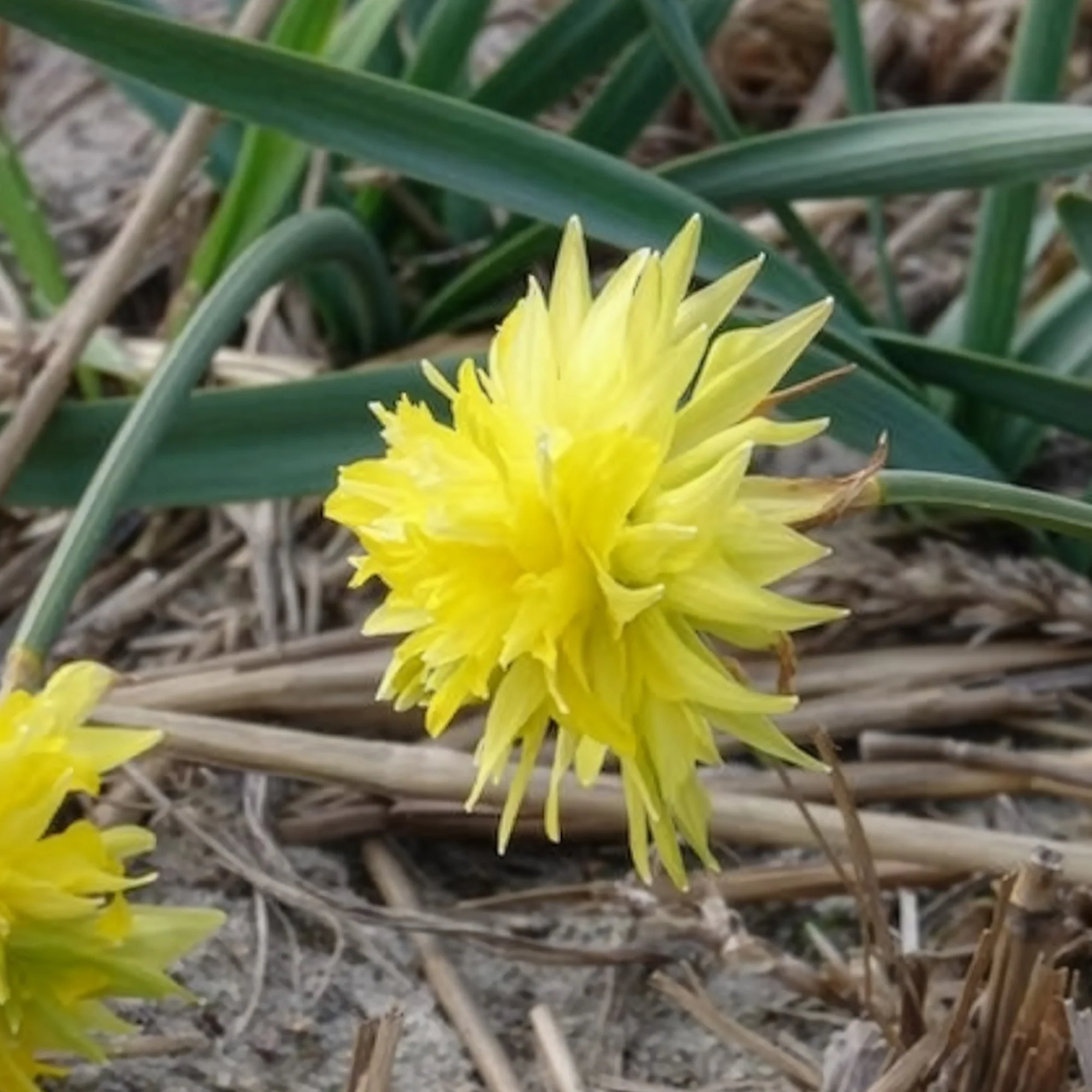 5 Mini-narcisses Rip van Winkle - Image 4
