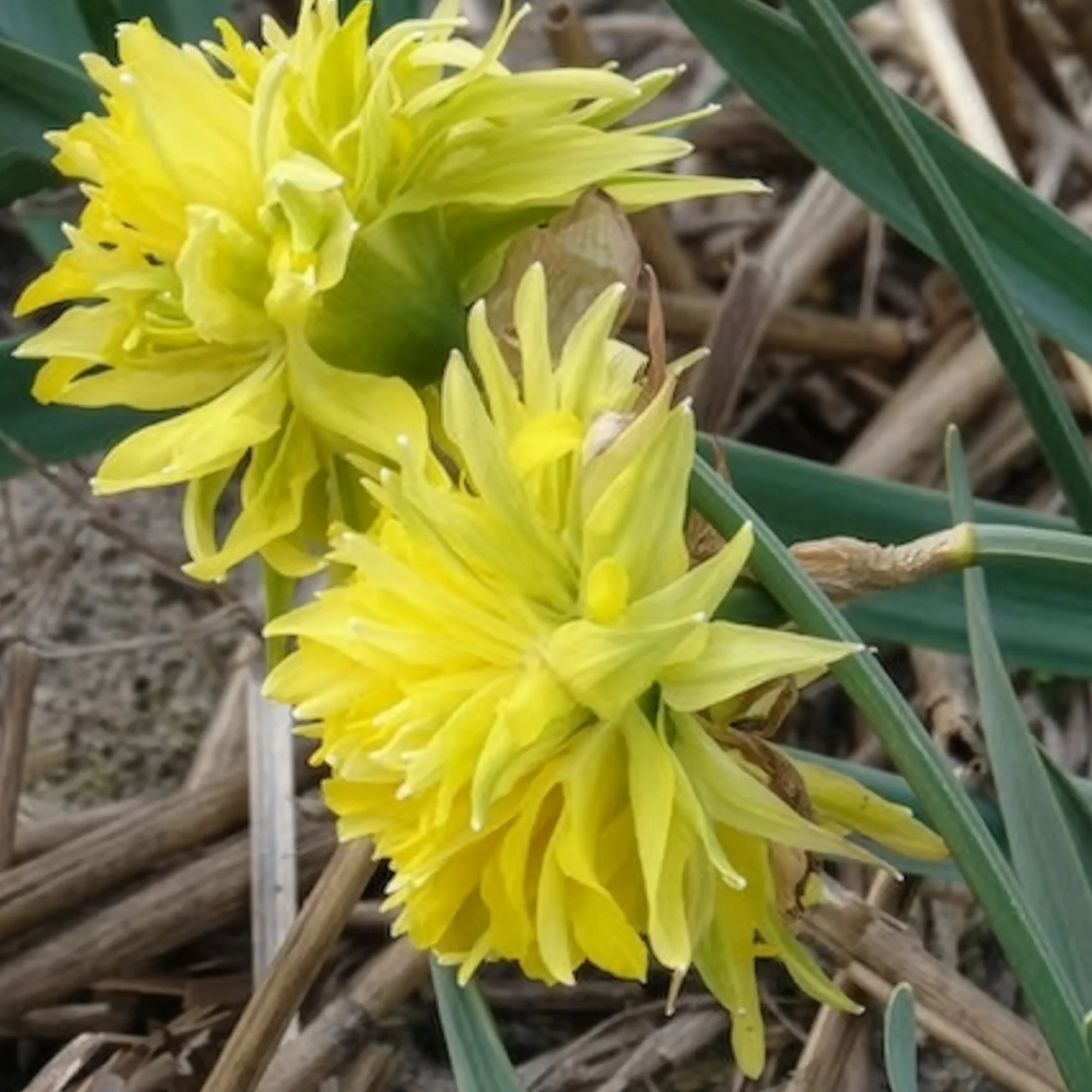 5 Mini-narcisses Rip van Winkle - Image 5