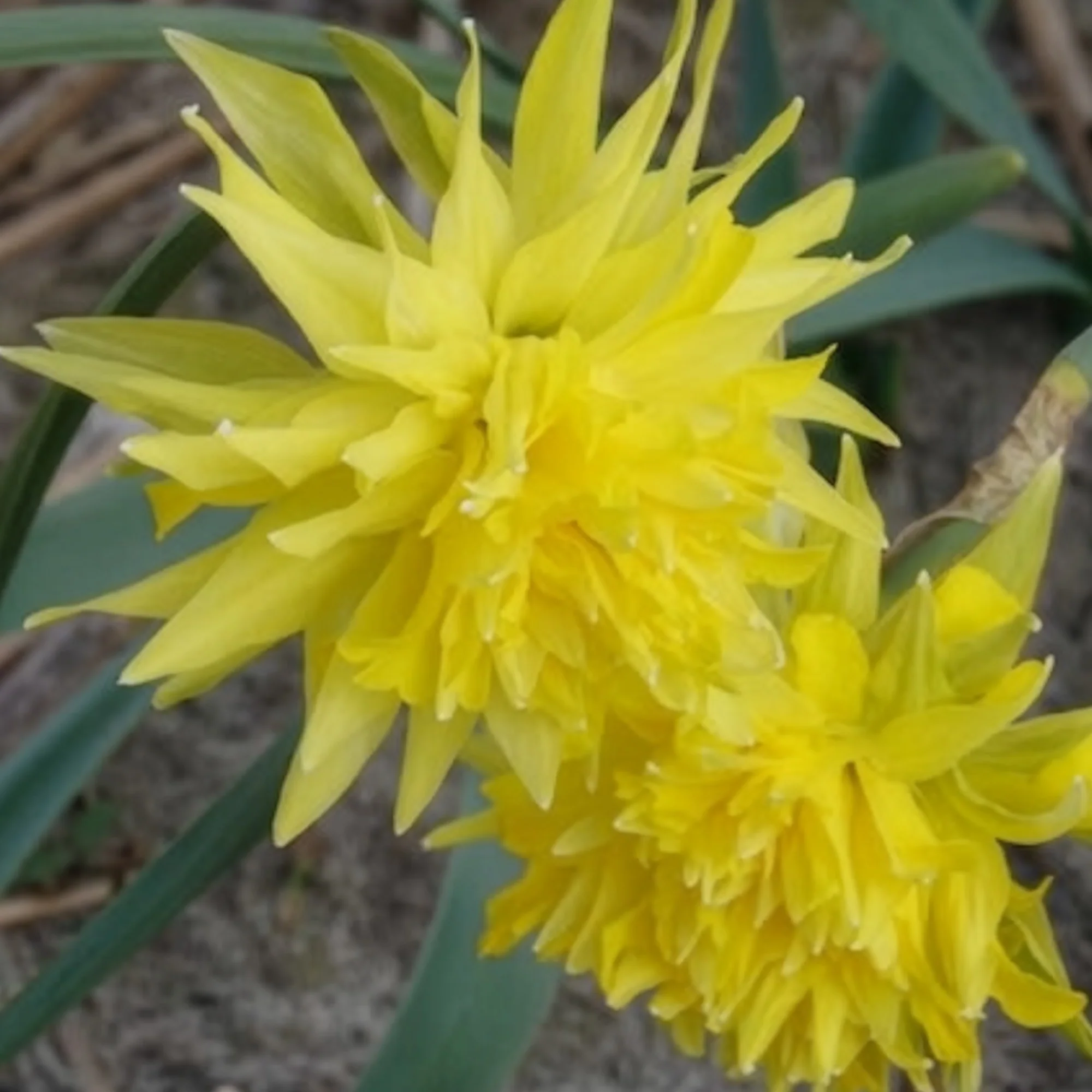 5 Mini-narcisses Rip van Winkle - Image 6