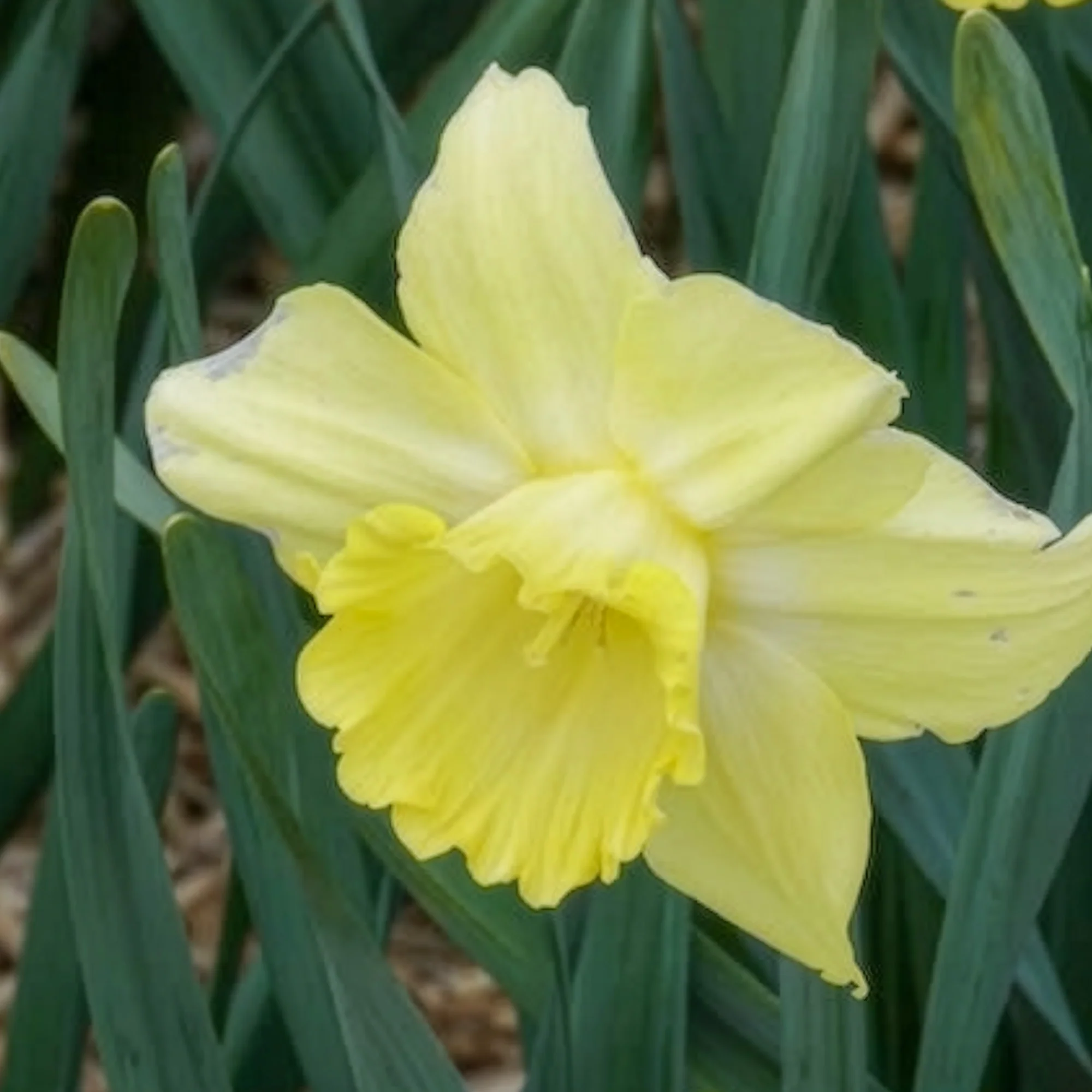 5 Narcisses à grande couronne Avalon - Image 2