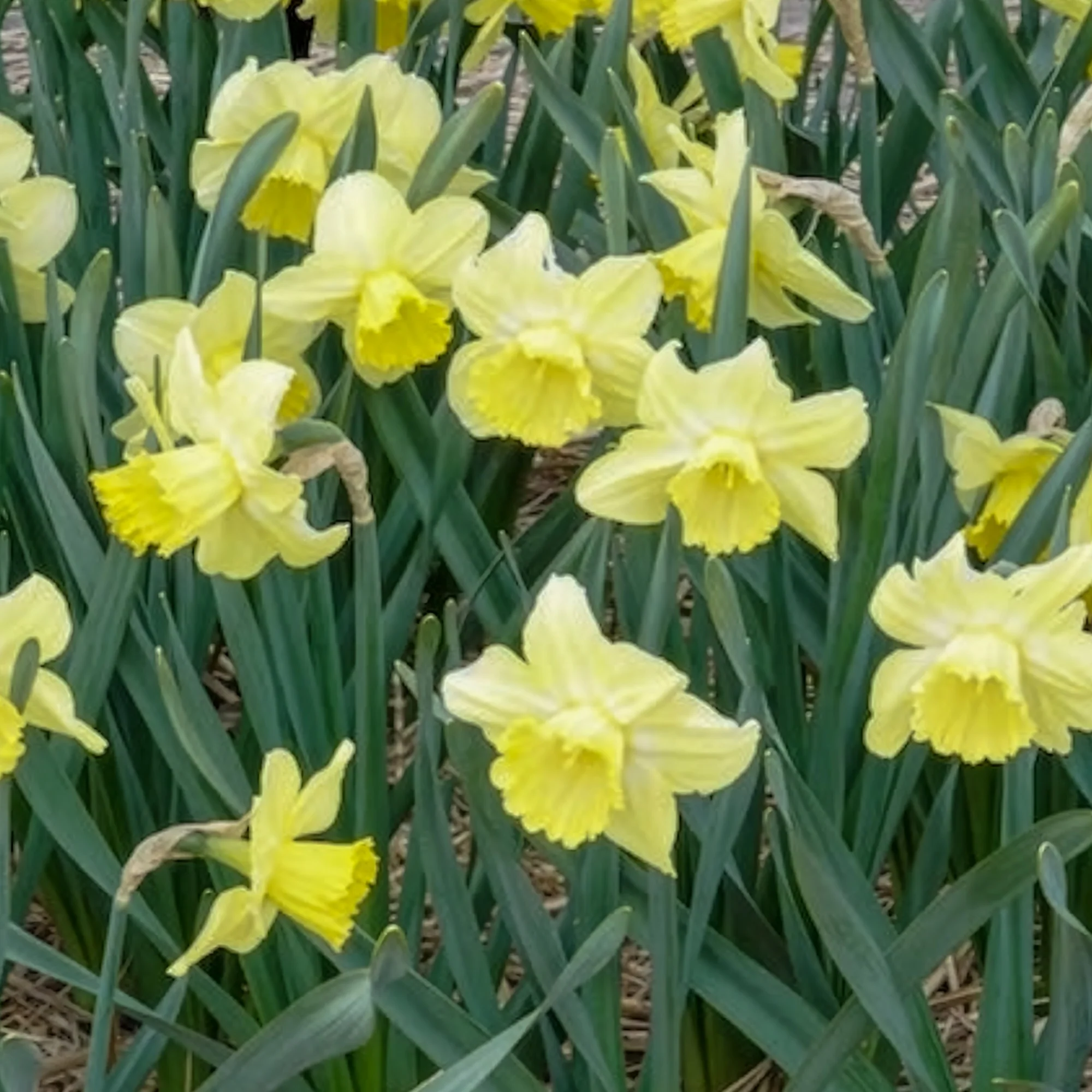 5 Narcisses à grande couronne Avalon - Image 3