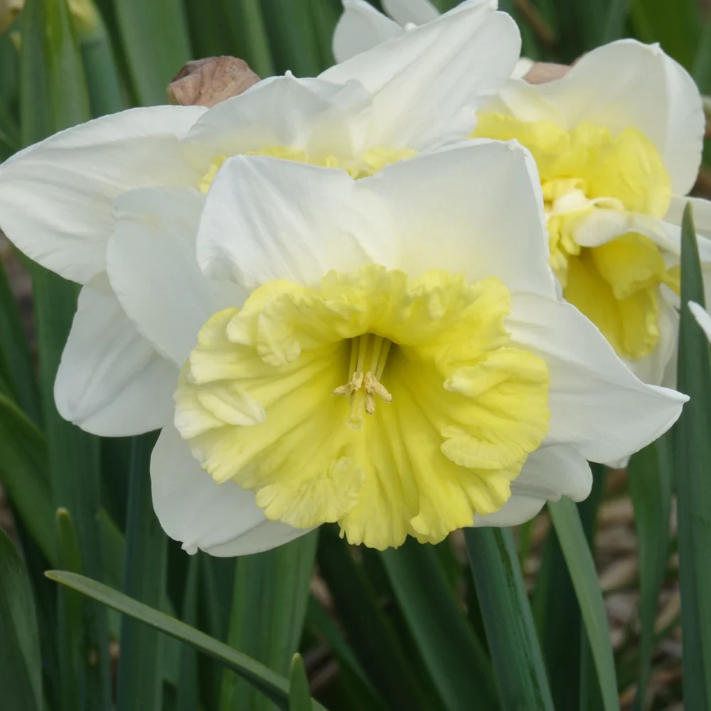 5 Narcisses à grande couronne Ice follies - Image 3