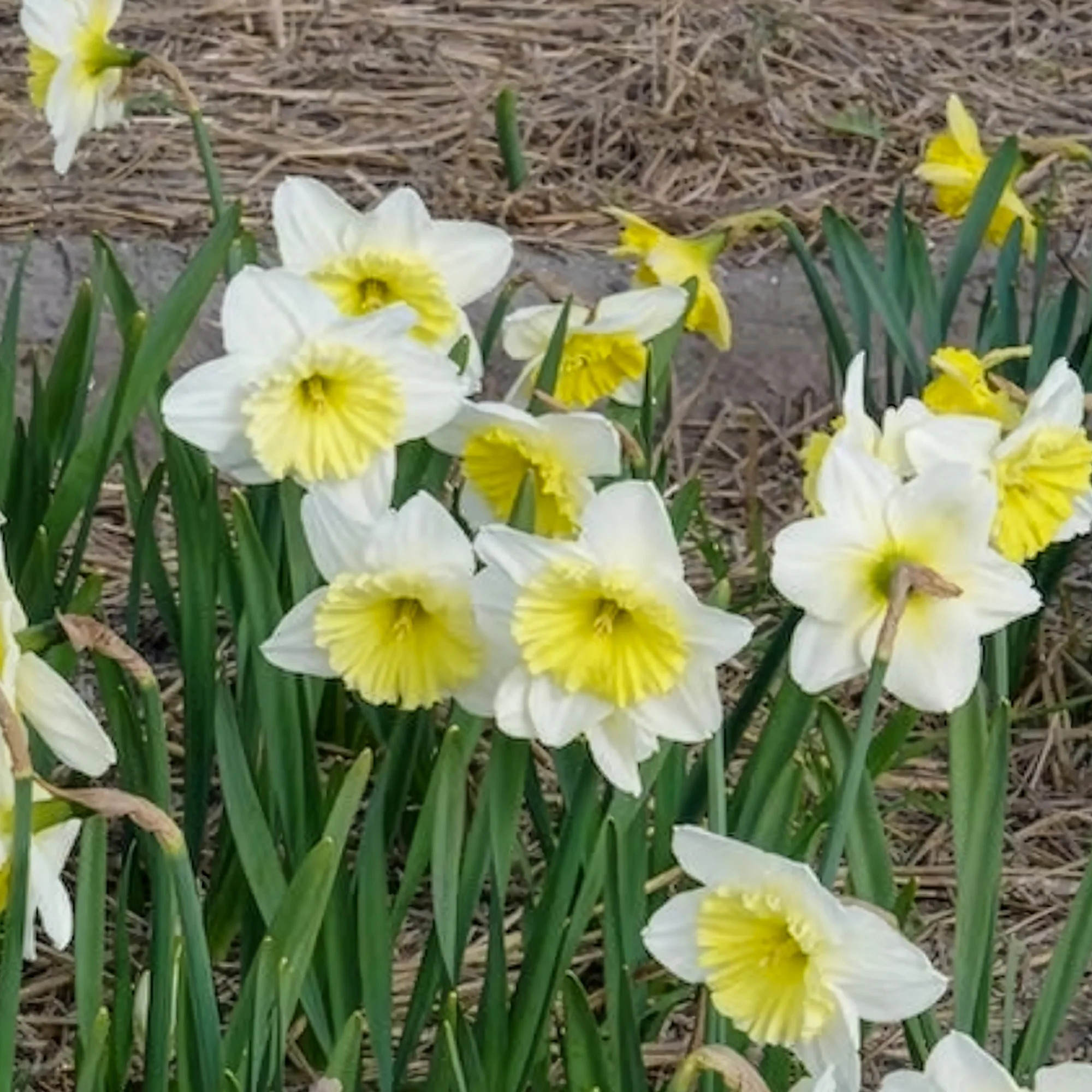 5 Narcisses à grande couronne Ice follies - Image 6