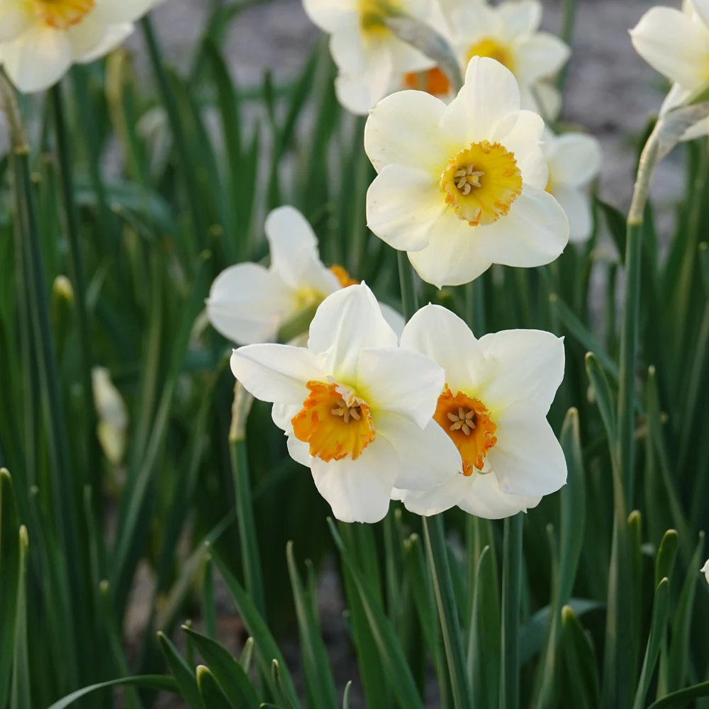 5 Narcisses à petite couronne Barrett Browning