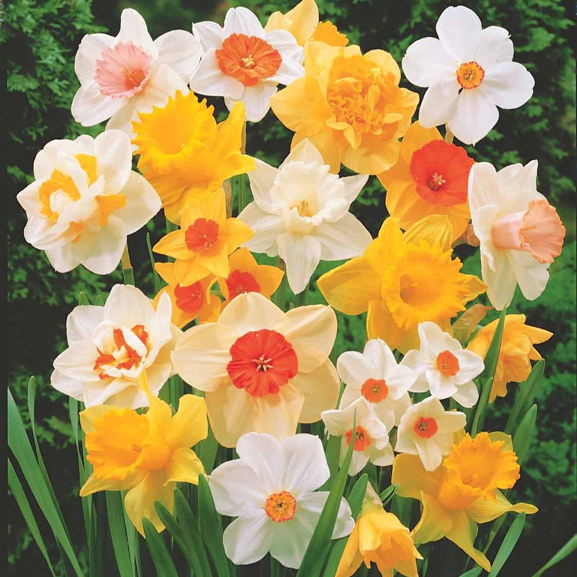 Narcisses en mélange - Image 2